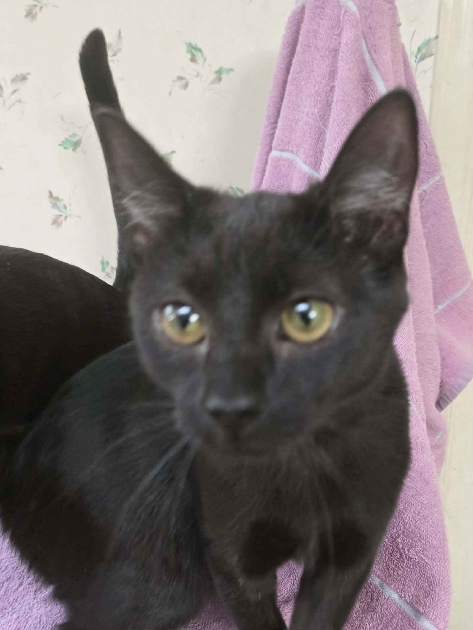 Rudy, Adoptable, Young Female Domestic Short Hair.