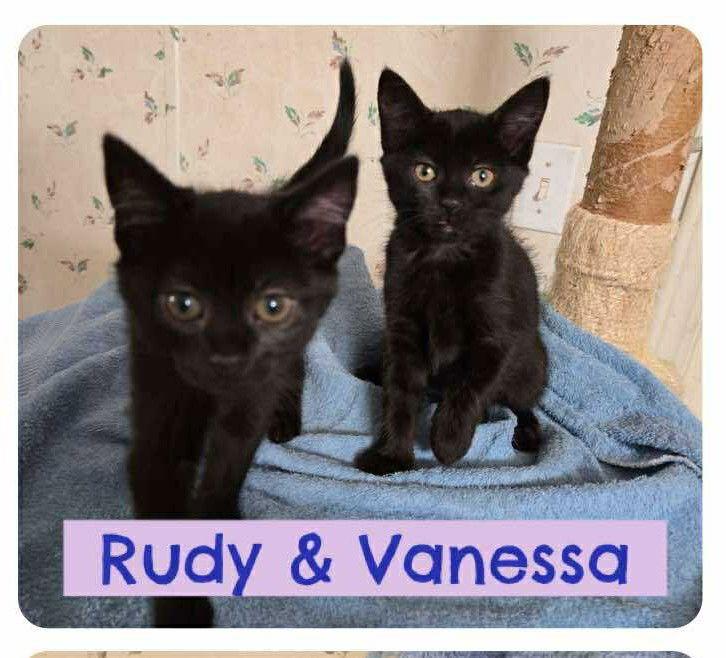 Rudy, Adoptable, Kitten Female Domestic Short Hair.