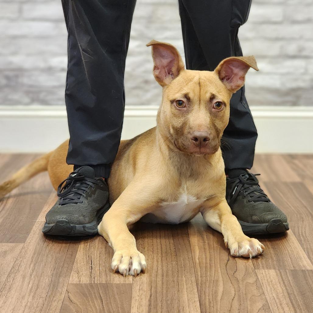 Knight, a Adoptable mixed breed in Montgomery, AL image 1/3