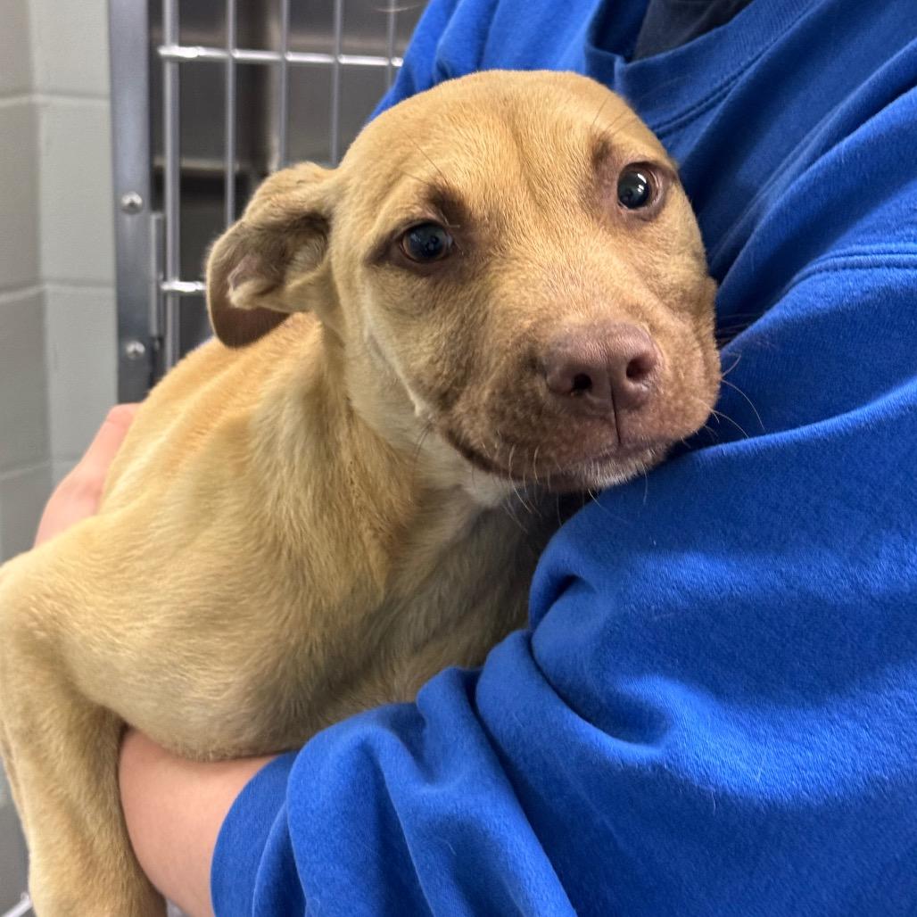 Knight, a Adoptable mixed breed in Montgomery, AL image 2/3