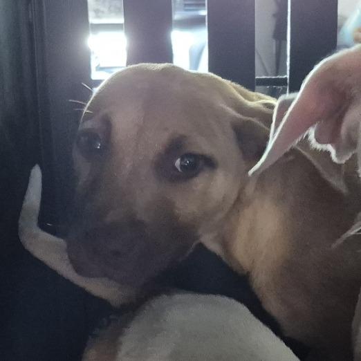 Knight, a Adoptable mixed breed in Montgomery, AL image 3/3