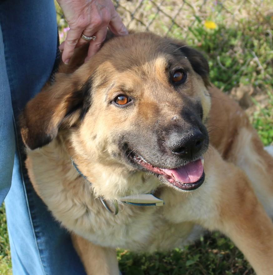 Enlarge SANDY, a ADOPTABLE mixed breed in Claremore, OK image 2/2