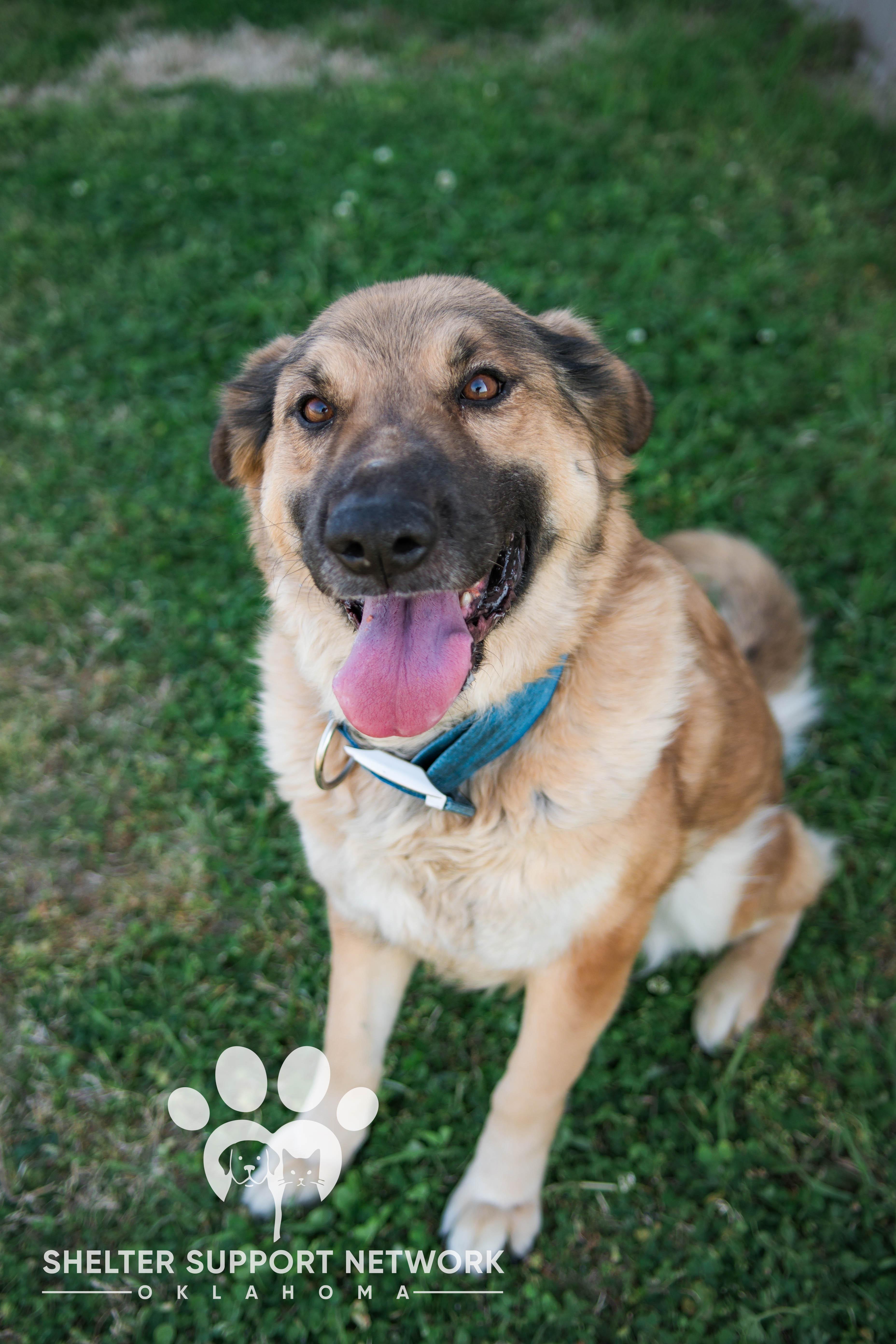 SANDY, ADOPTABLE, Adult Female German Shepherd Dog.