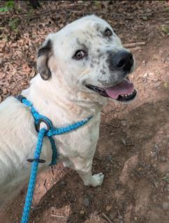 MAGGIE, Adoptable, Adult Female Great Pyrenees.