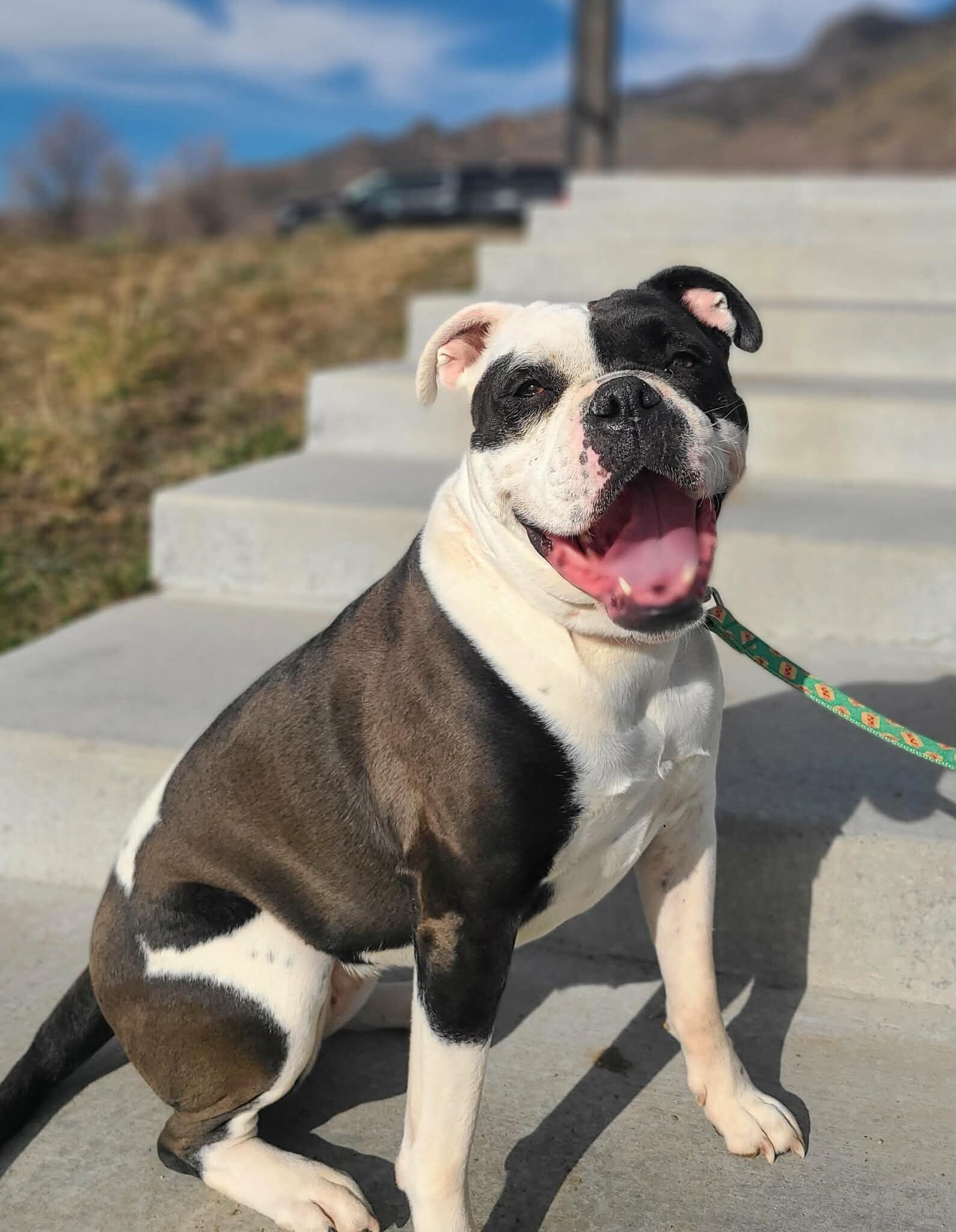 Enlarge Stella, a Adoptable American Bulldog in Fruit Heights, UT image 2/6