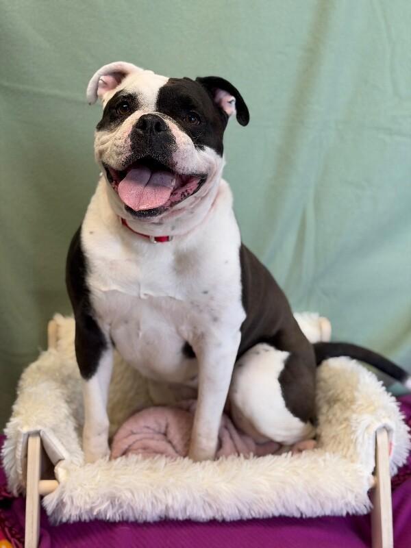 Enlarge Stella, a Adoptable American Bulldog in Fruit Heights, UT image 3/6