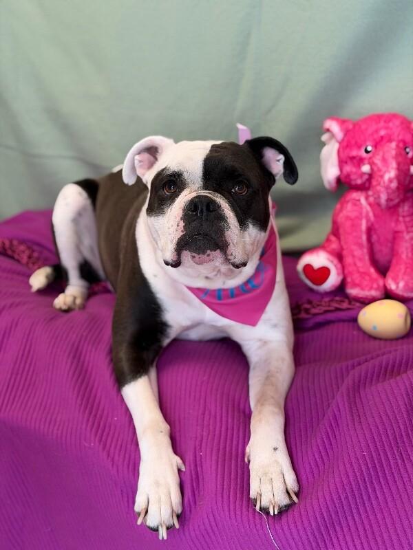 Enlarge Stella, a Adoptable American Bulldog in Fruit Heights, UT image 4/6