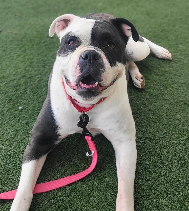 Enlarge Stella, a Adoptable American Bulldog in Fruit Heights, UT image 5/6