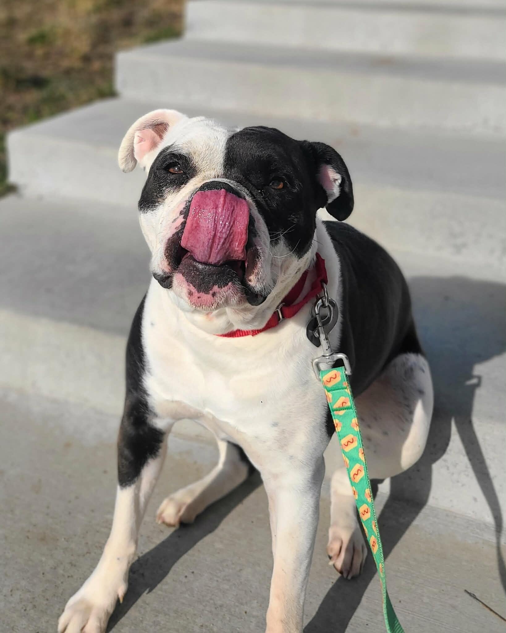 Enlarge Stella, a Adoptable American Bulldog in Fruit Heights, UT image 6/6