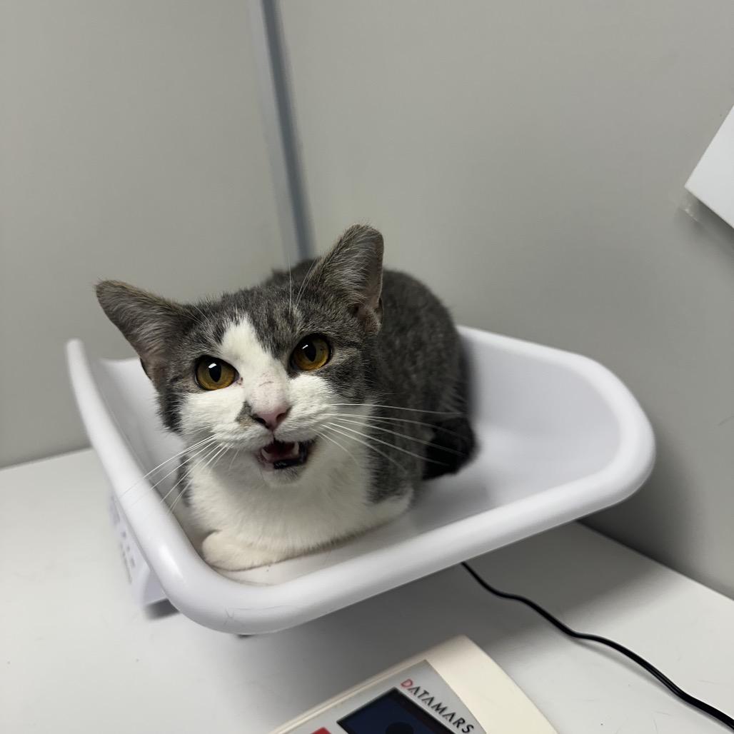 Buffy, a Adoptable Domestic Medium Hair in Colorado Springs, CO image 1/4