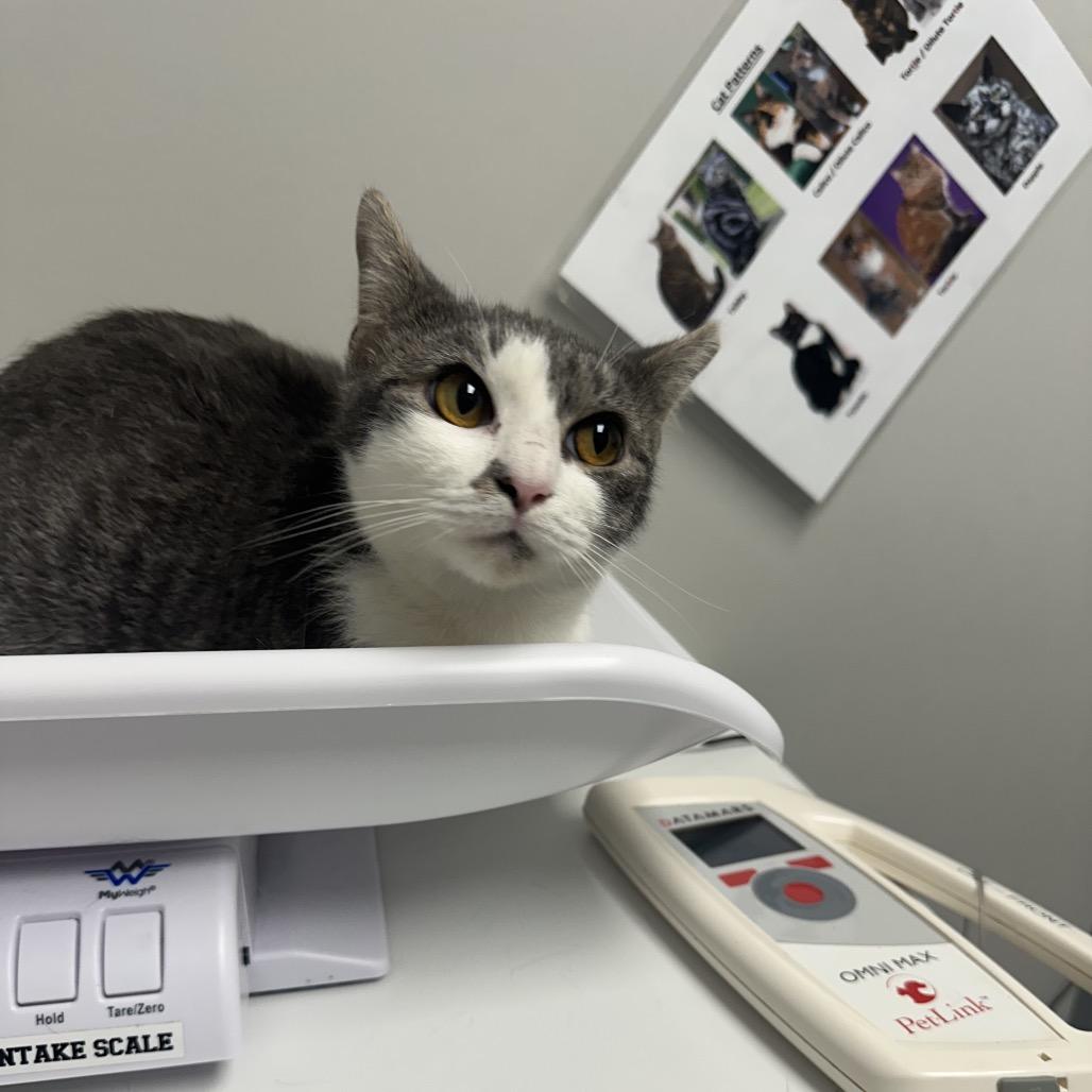 Buffy, a Adoptable Domestic Medium Hair in Colorado Springs, CO image 2/4