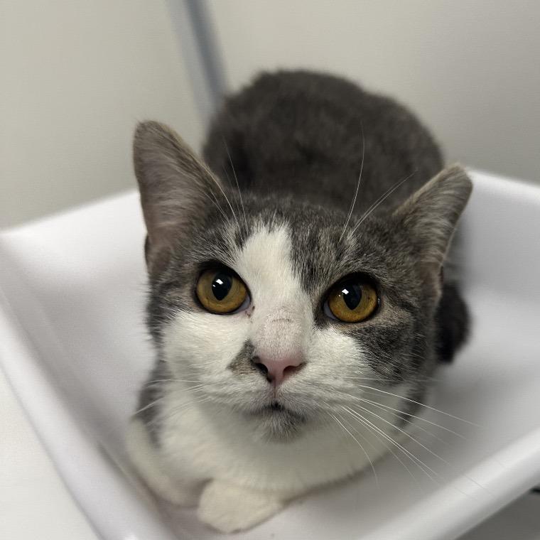 Buffy, a Adoptable Domestic Medium Hair in Colorado Springs, CO image 3/4