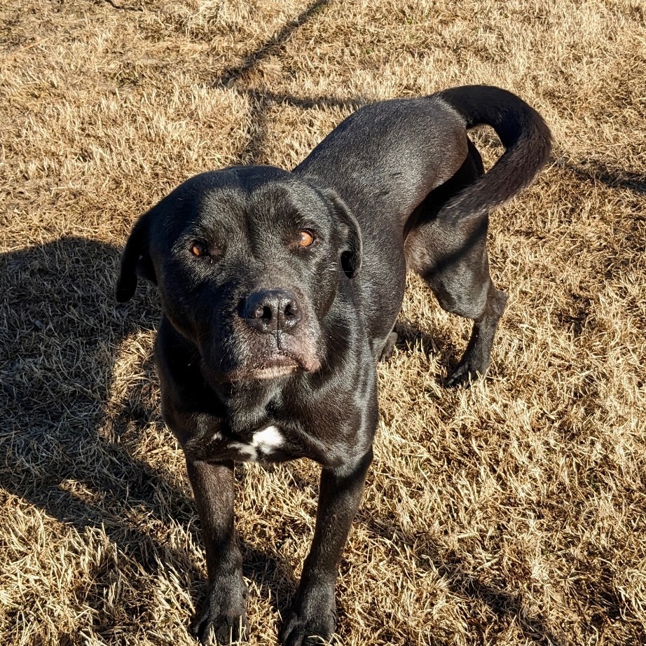 Piper, Adult Female unknown