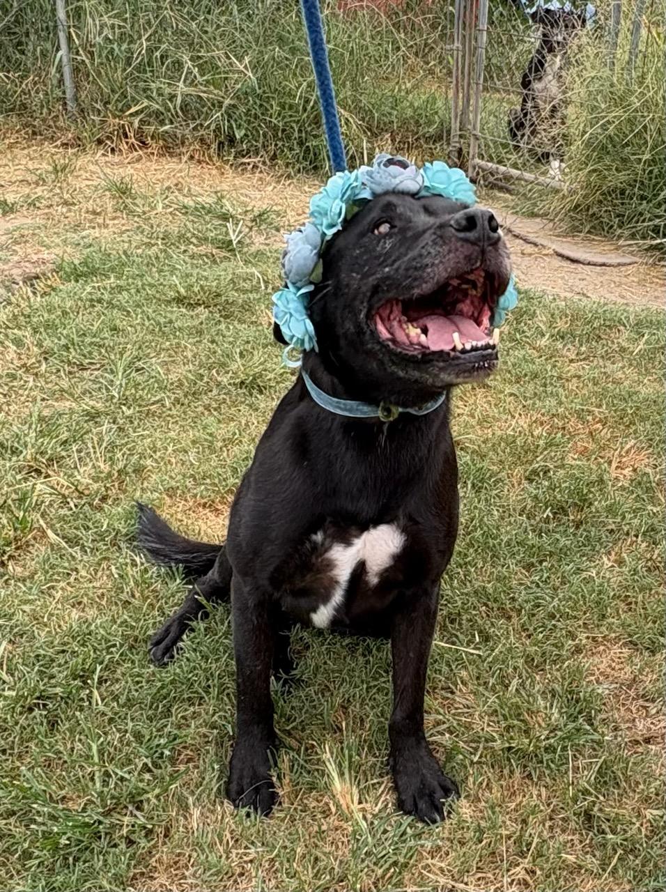 Piper, an adoptable Labrador Retriever, Pit Bull Terrier in Manchester, NH, 03105 | Photo Image 5