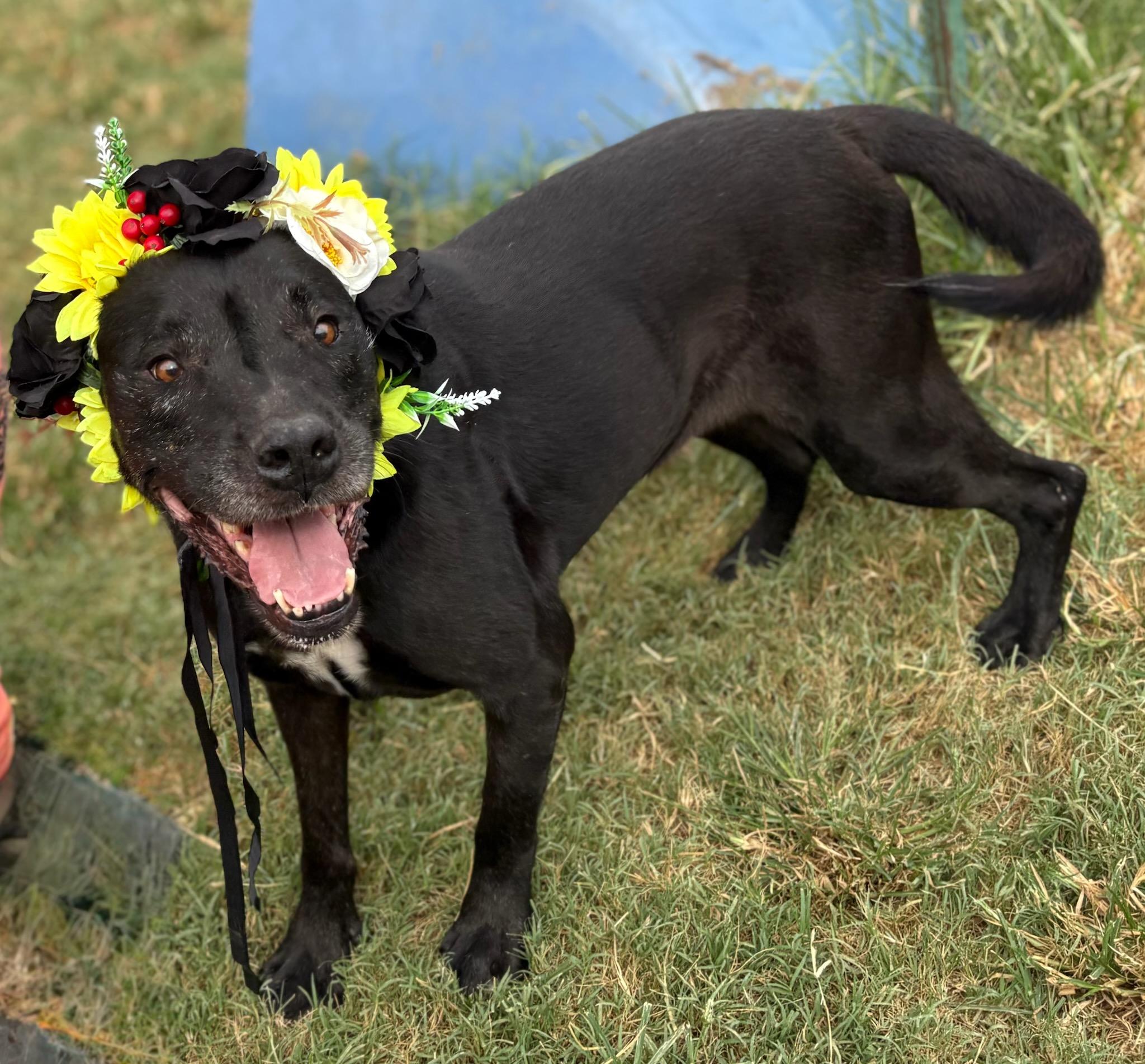 Piper, a Adoptable mixed breed in Manchester, NH image 2/5