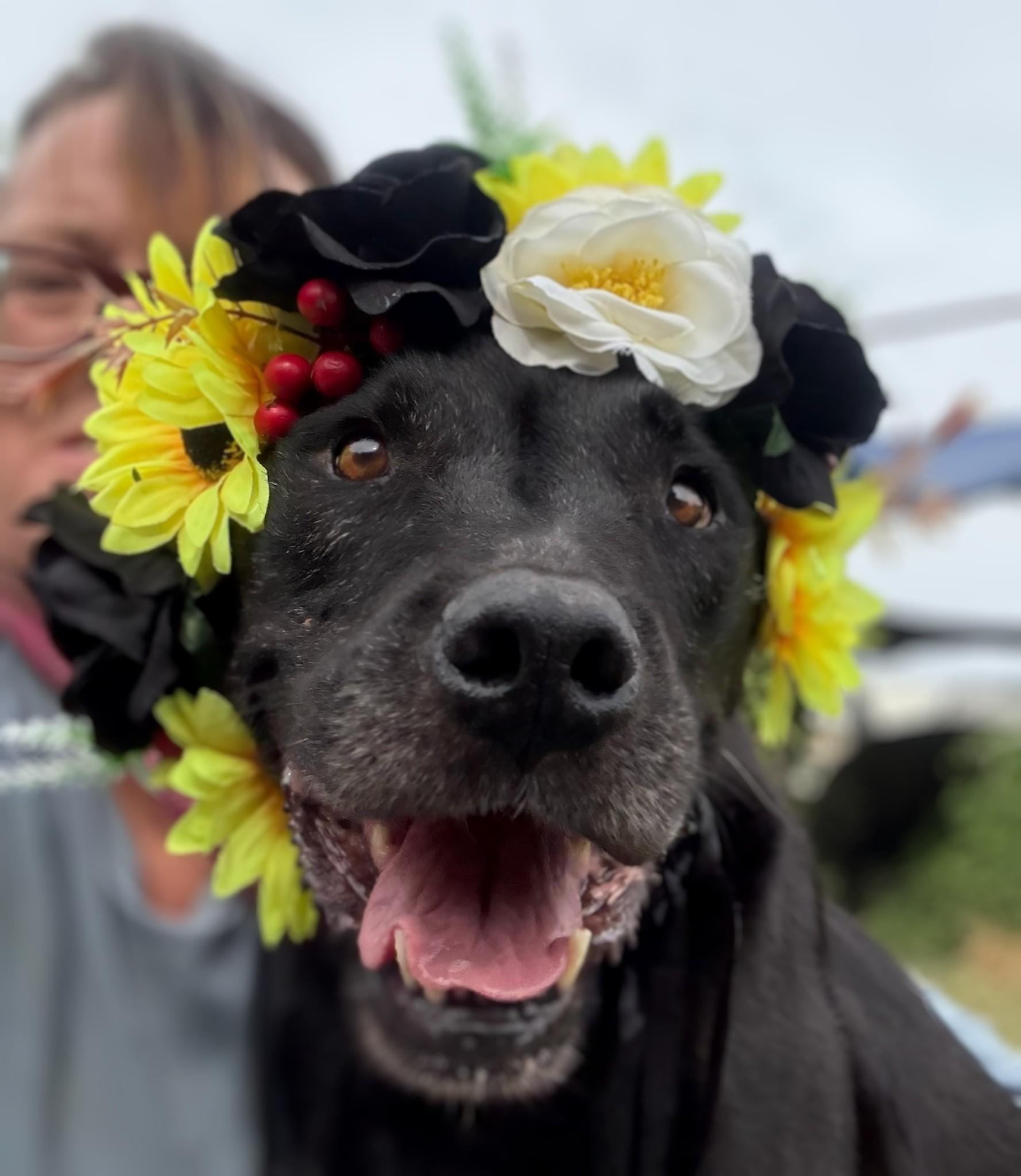 Piper, an adoptable Labrador Retriever, Pit Bull Terrier in Manchester, NH, 03105 | Photo Image 2
