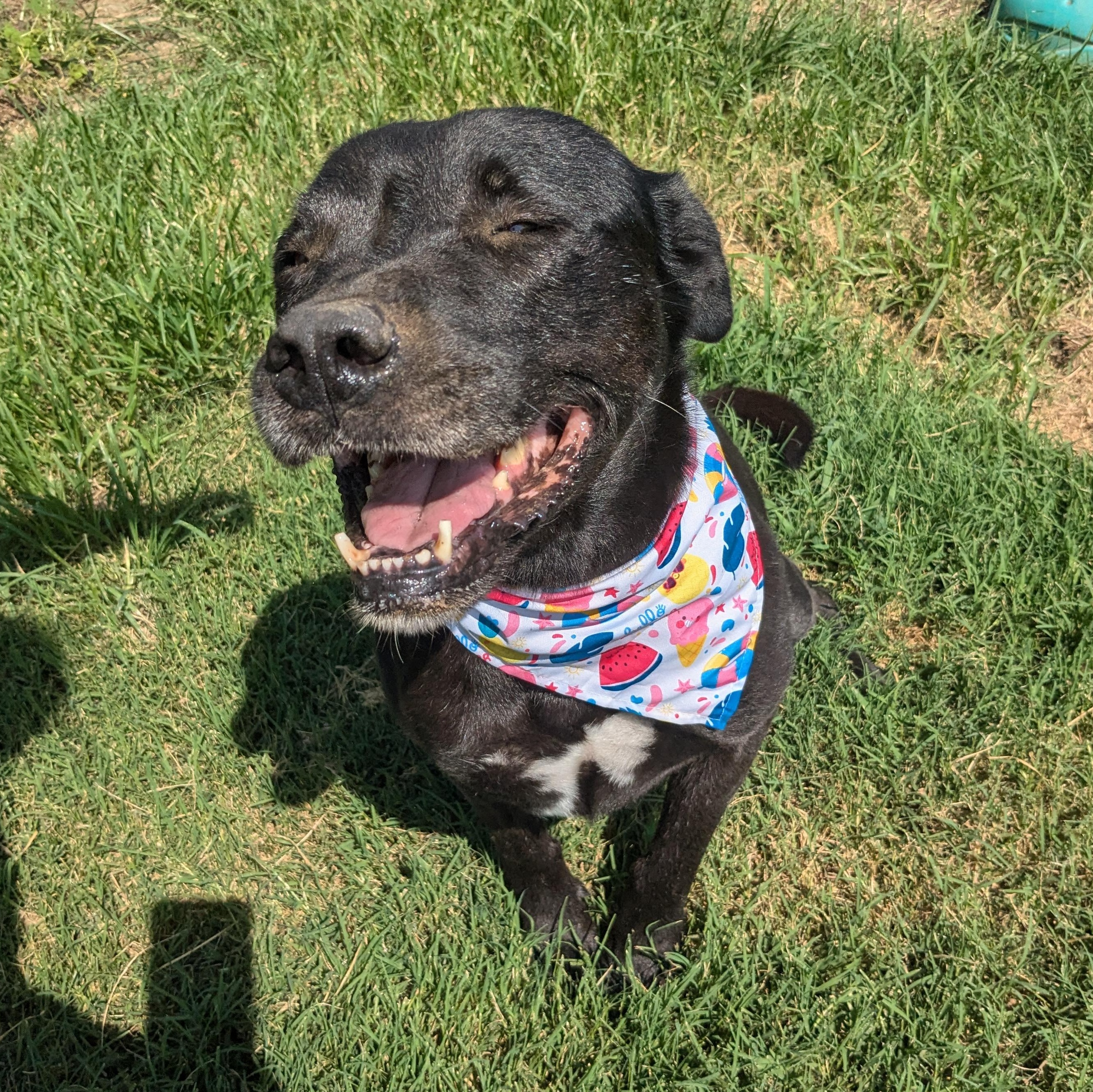 Piper, a Adoptable mixed breed in Manchester, NH image 4/5