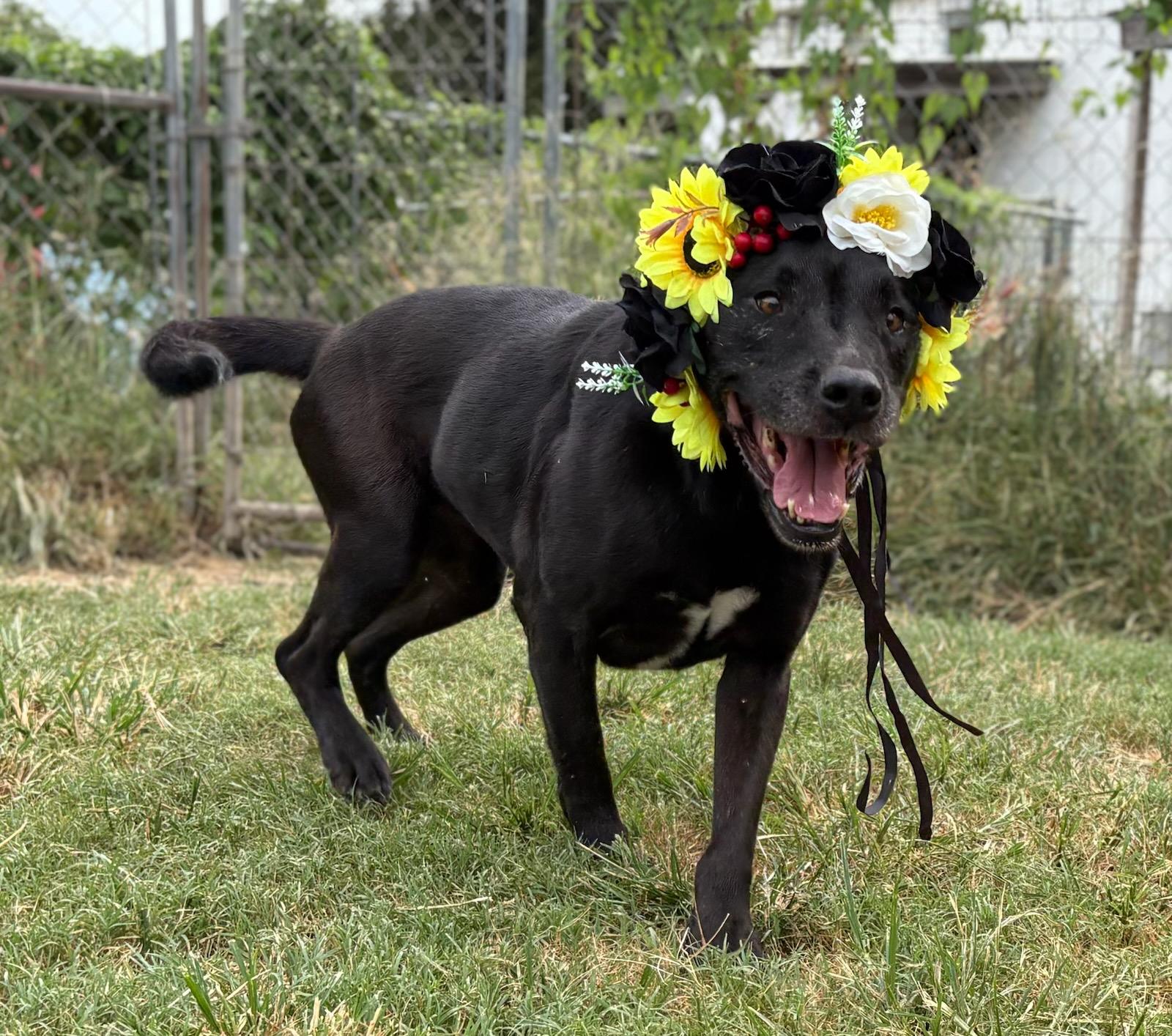 Piper, an adoptable Labrador Retriever, Pit Bull Terrier in Manchester, NH, 03105 | Photo Image 3