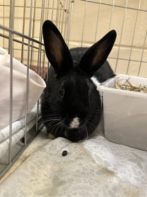 Lola Rabbit - Companion To Roger Rabbit, Adoptable, Young Female Dutch.