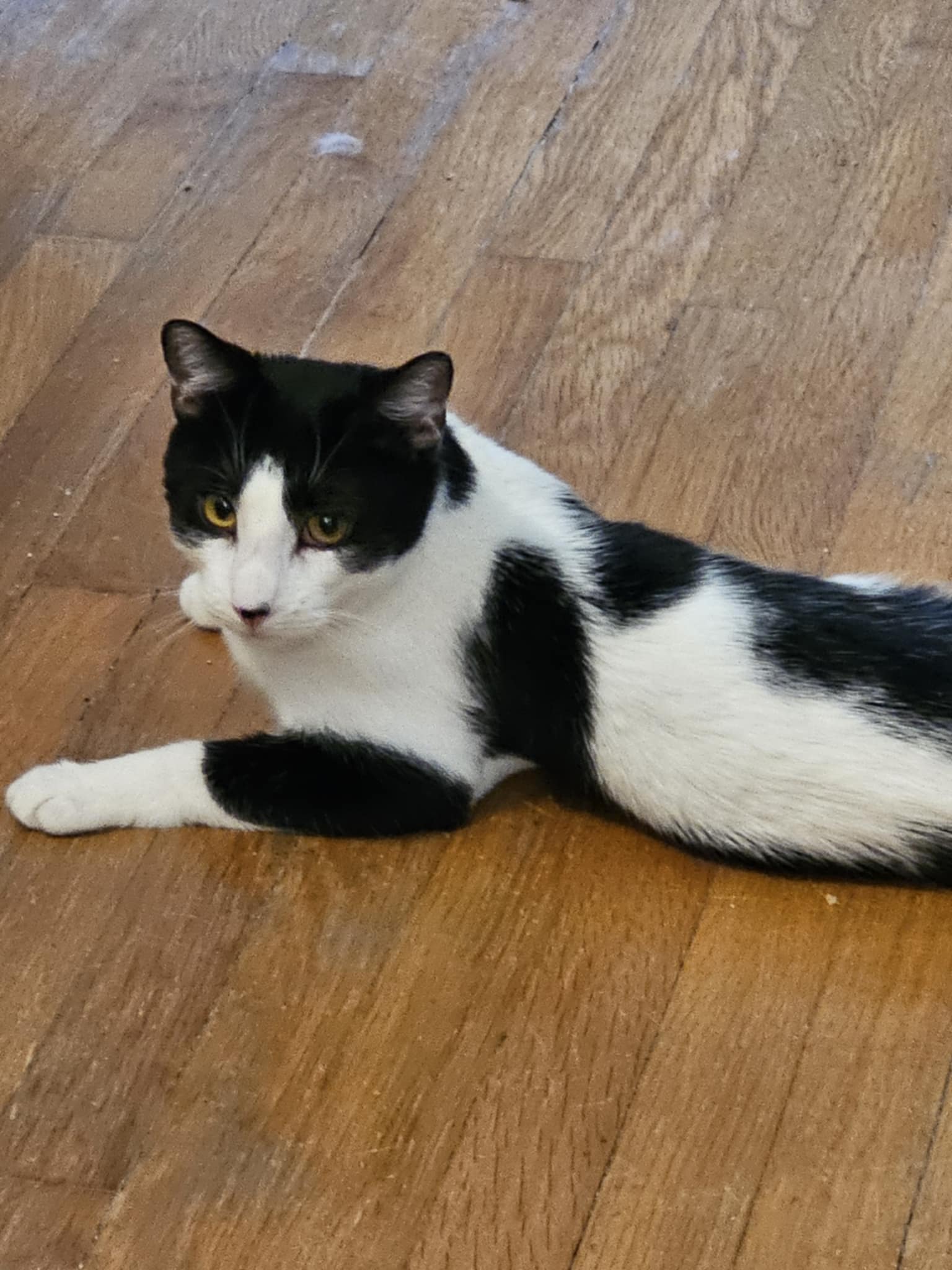 Sox photo 3