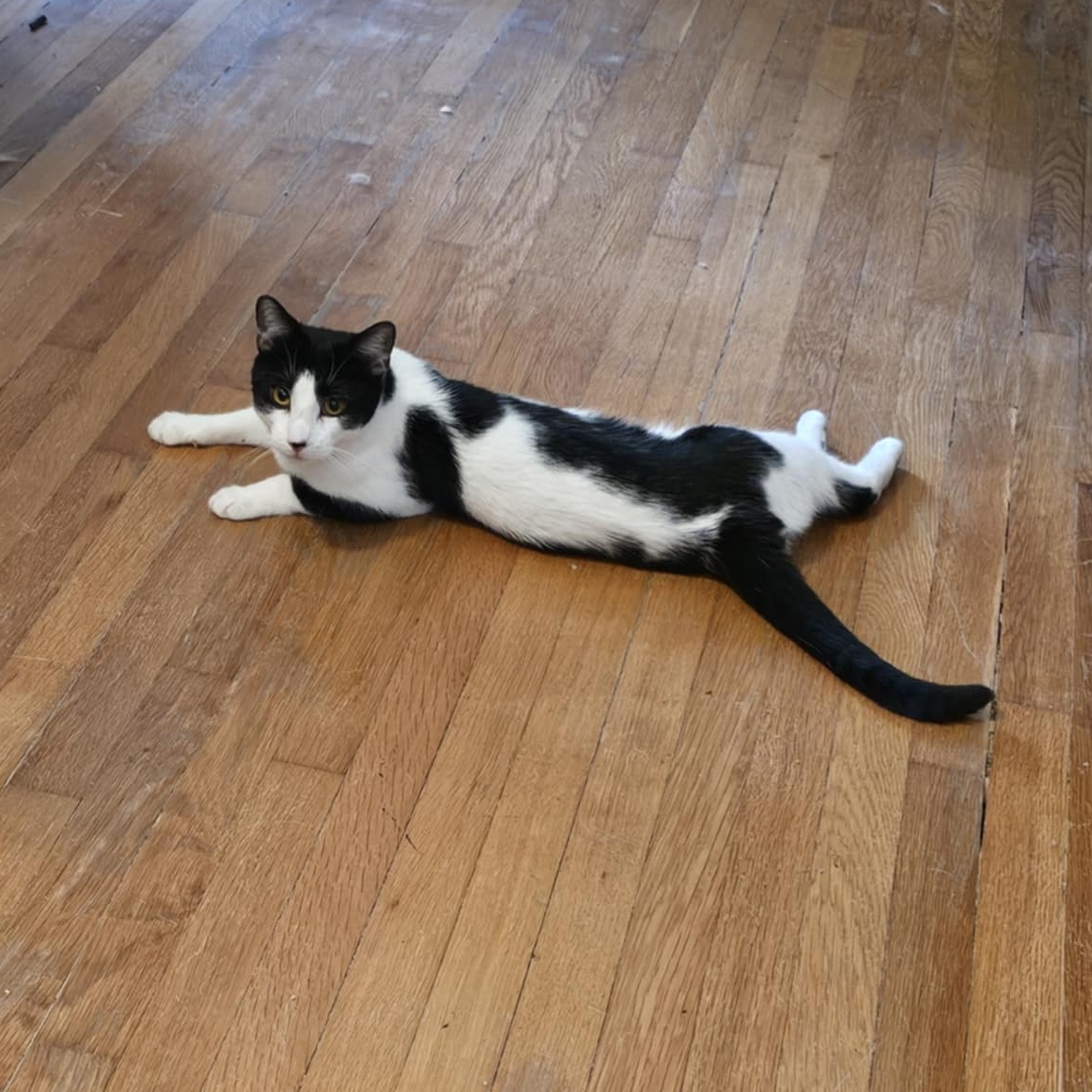 Sox