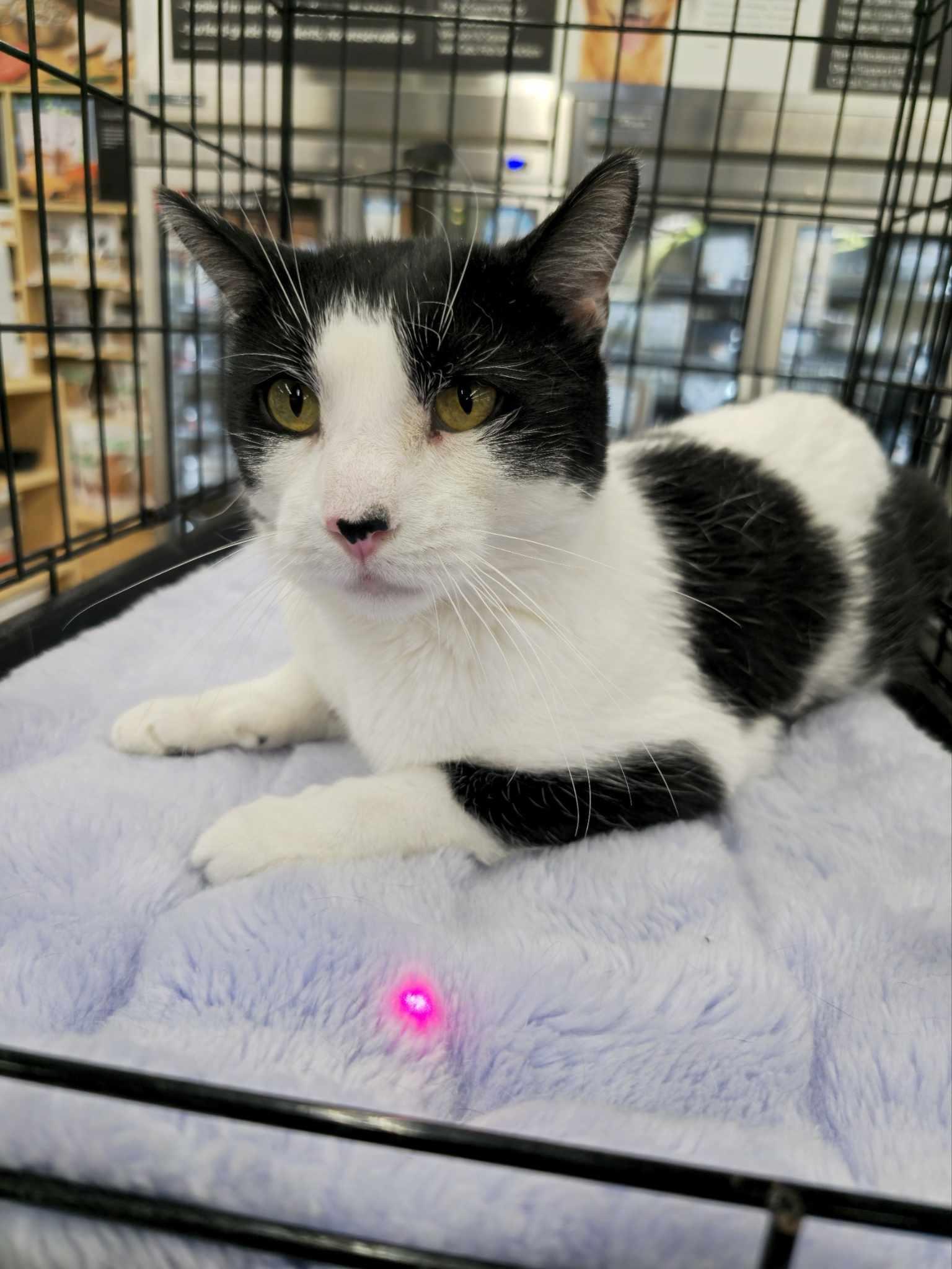 Sox, Young Male Domestic Short Hair