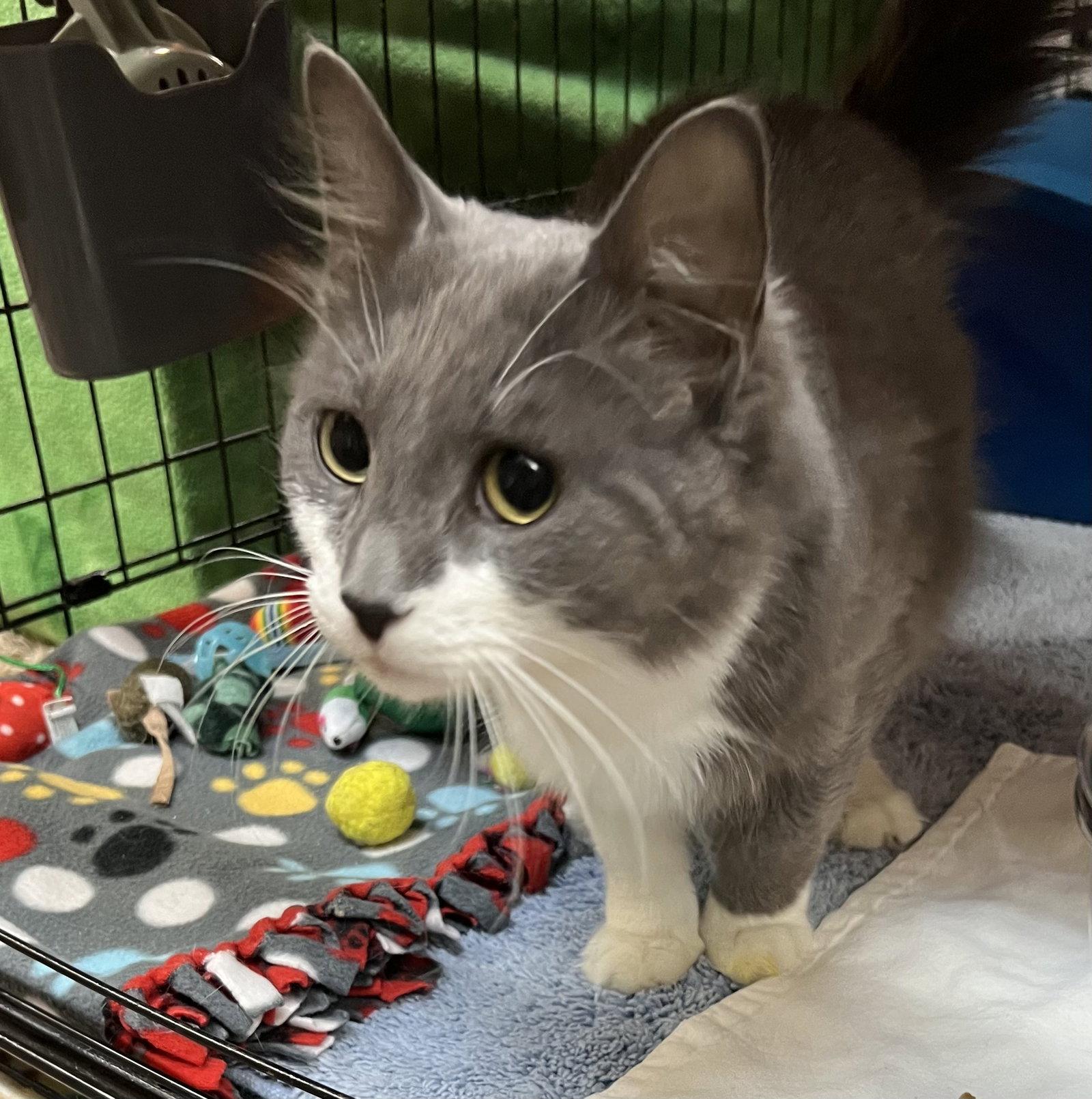 Simon, Adoptable, Young Male Domestic Short Hair.