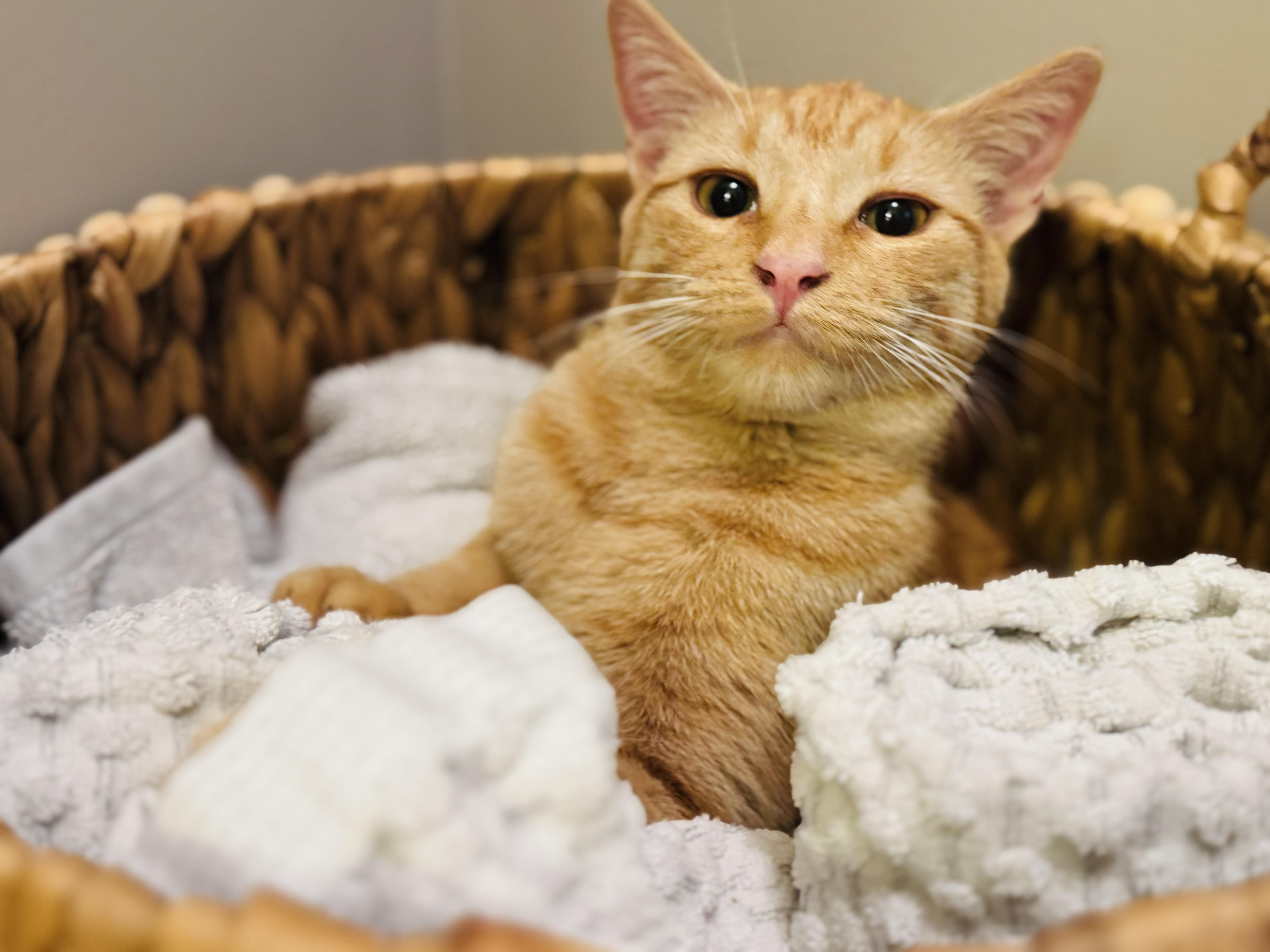 Bogey, Adoptable, Young Male Domestic Short Hair.