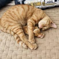 Enlarge Bogey, a Adoptable Domestic Short Hair in Newborn, GA image 5/5