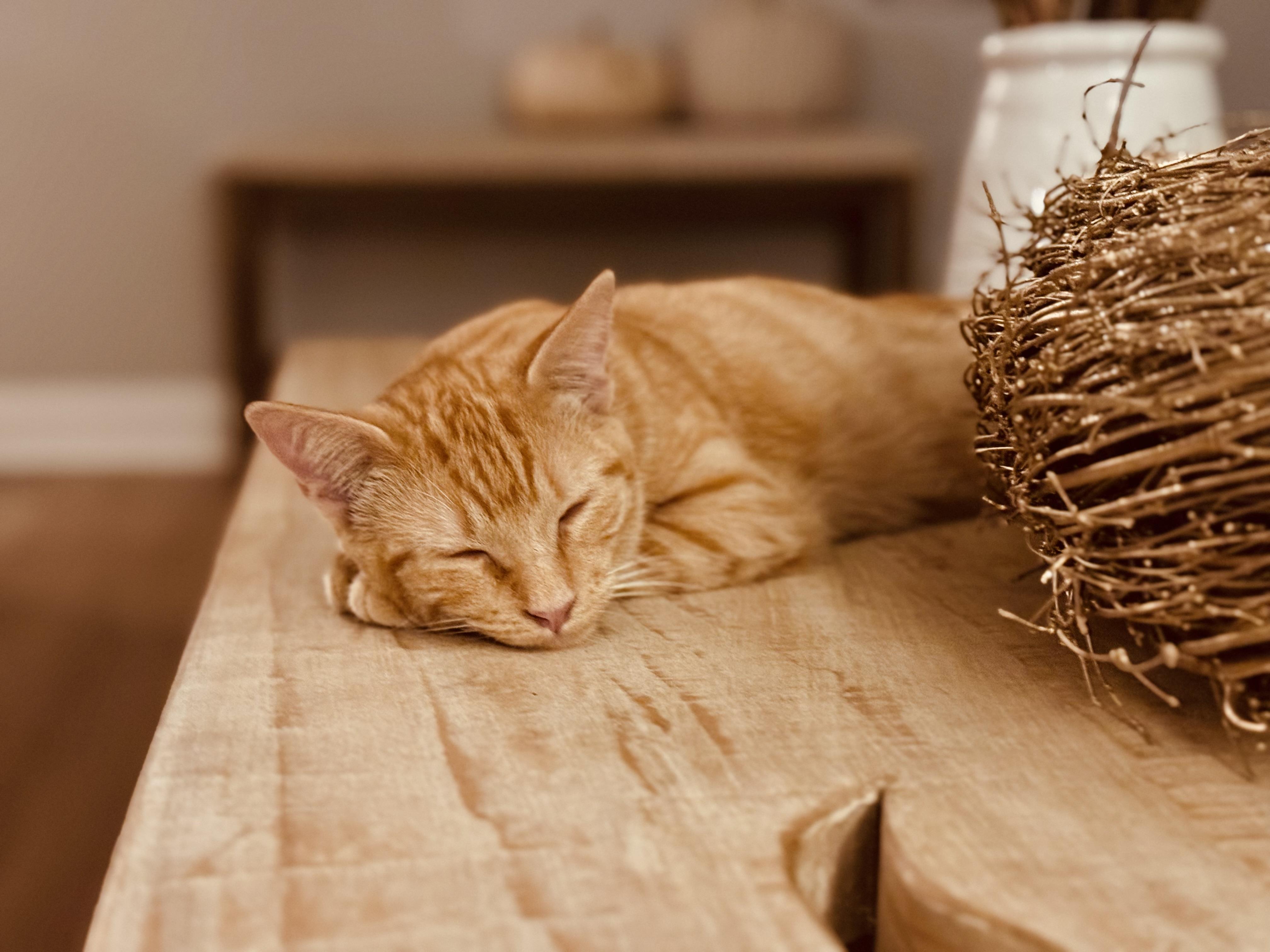 Enlarge Bogey, a Adoptable Domestic Short Hair in Newborn, GA image 3/5