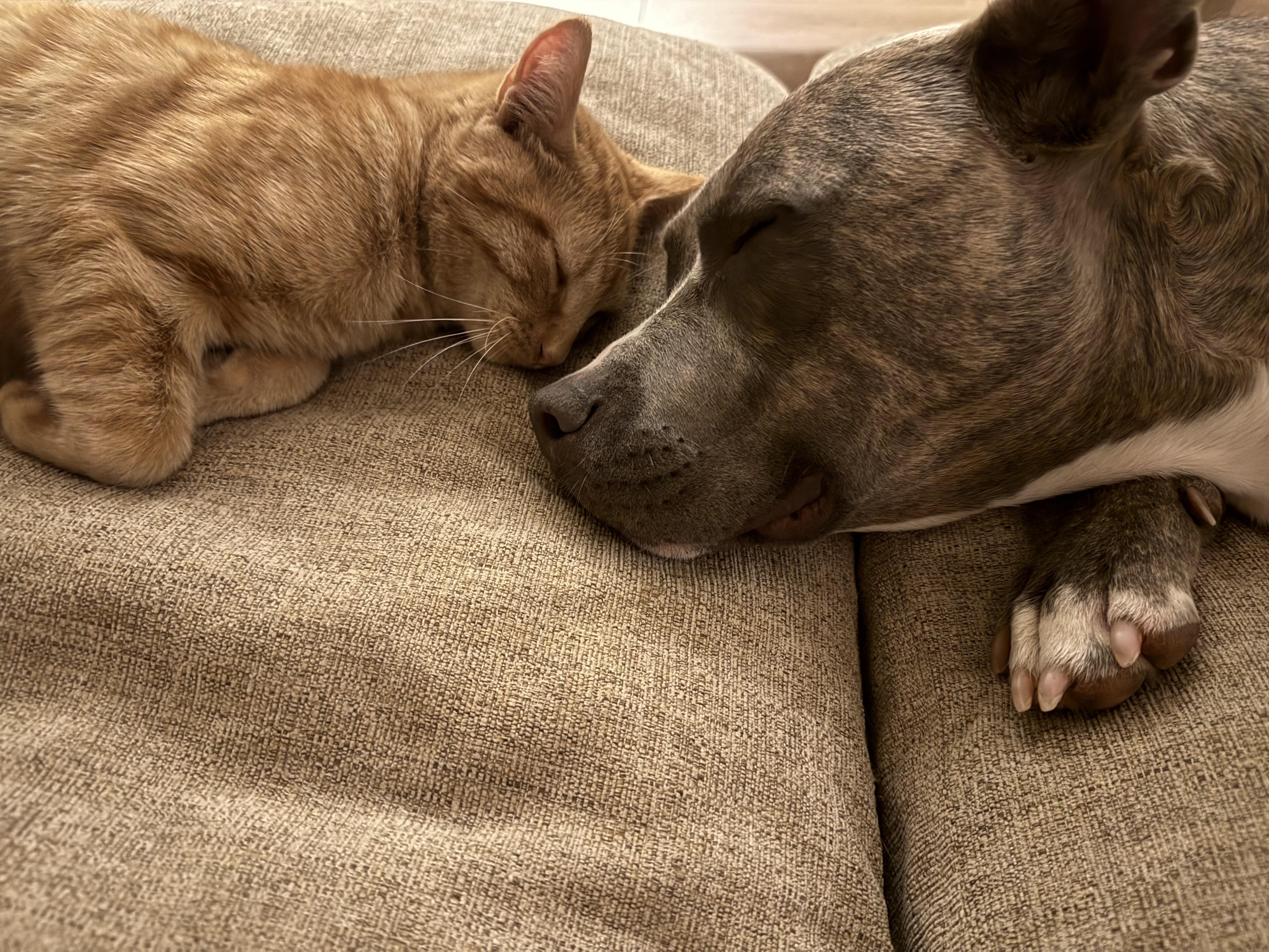 Enlarge Bogey, a Adoptable Domestic Short Hair in Newborn, GA image 4/5