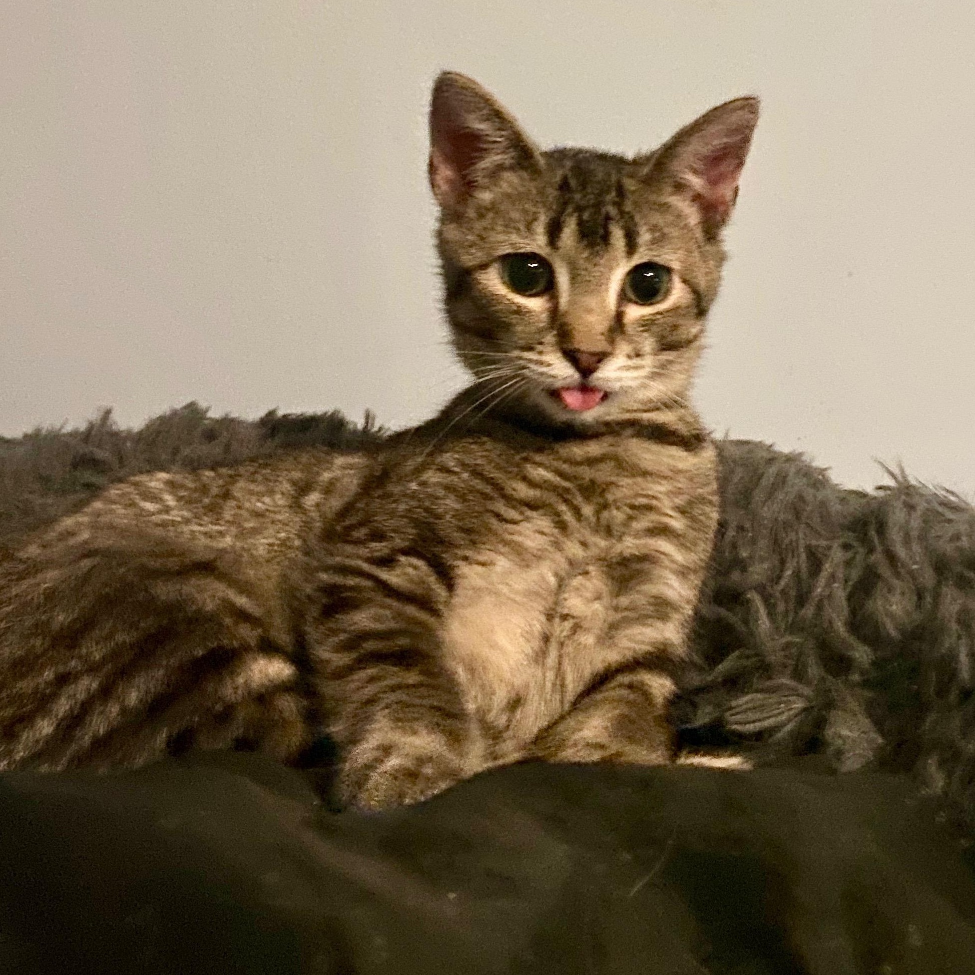 Declan- brother to Dexter, an adoptable Abyssinian, Tabby in Andover, MN, 55304 | Photo Image 1
