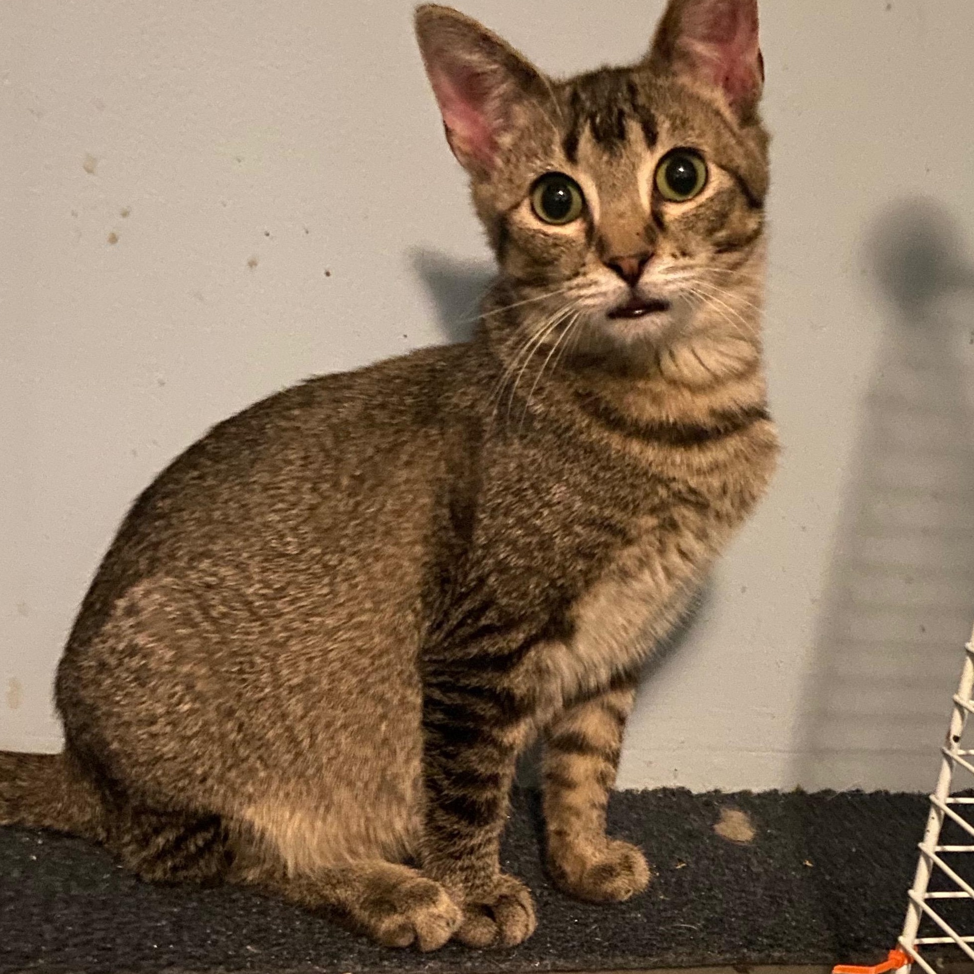 Declan- brother to Dexter, an adoptable Abyssinian, Tabby in Andover, MN, 55304 | Photo Image 2