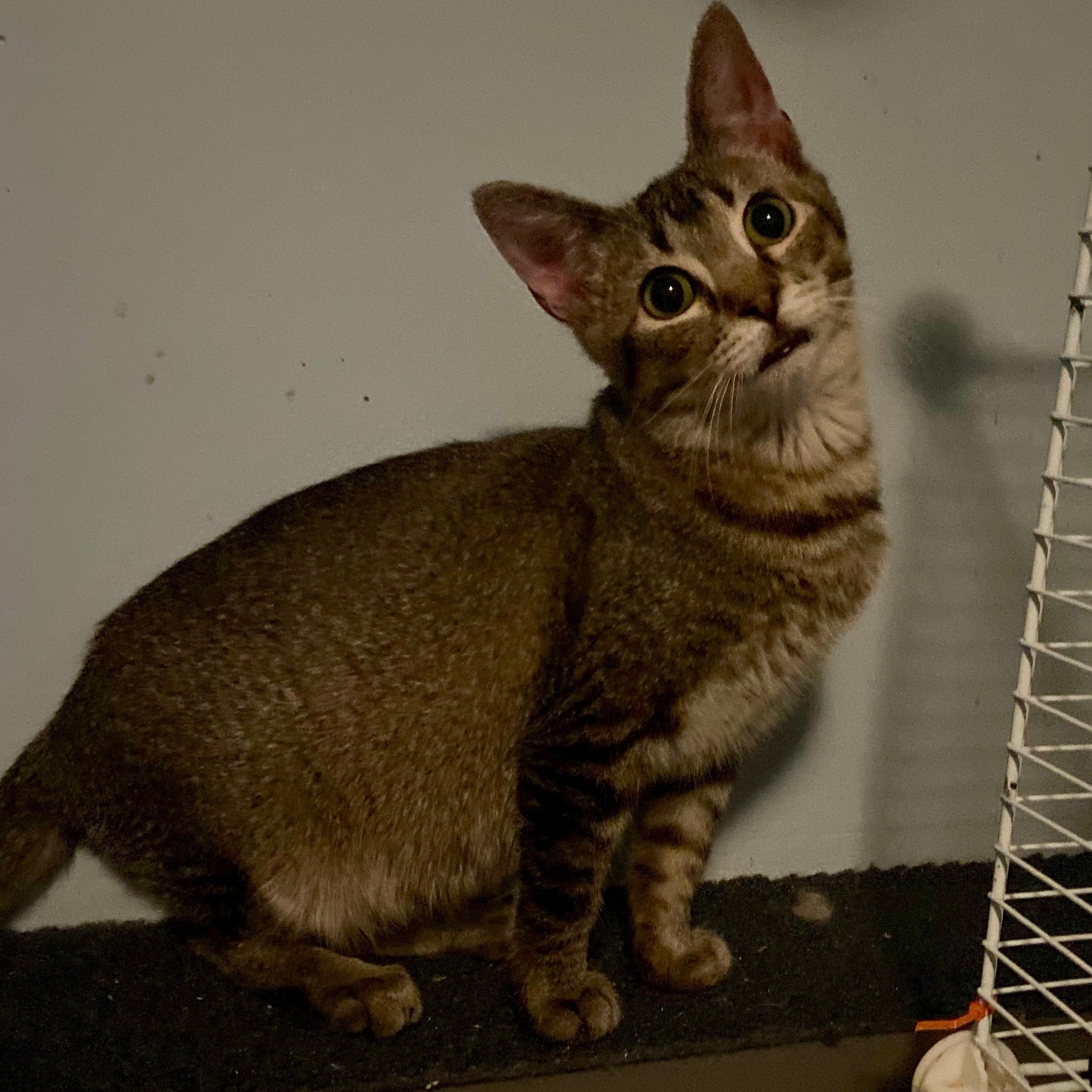Declan- brother to Dexter, an adoptable Abyssinian, Tabby in Andover, MN, 55304 | Photo Image 3