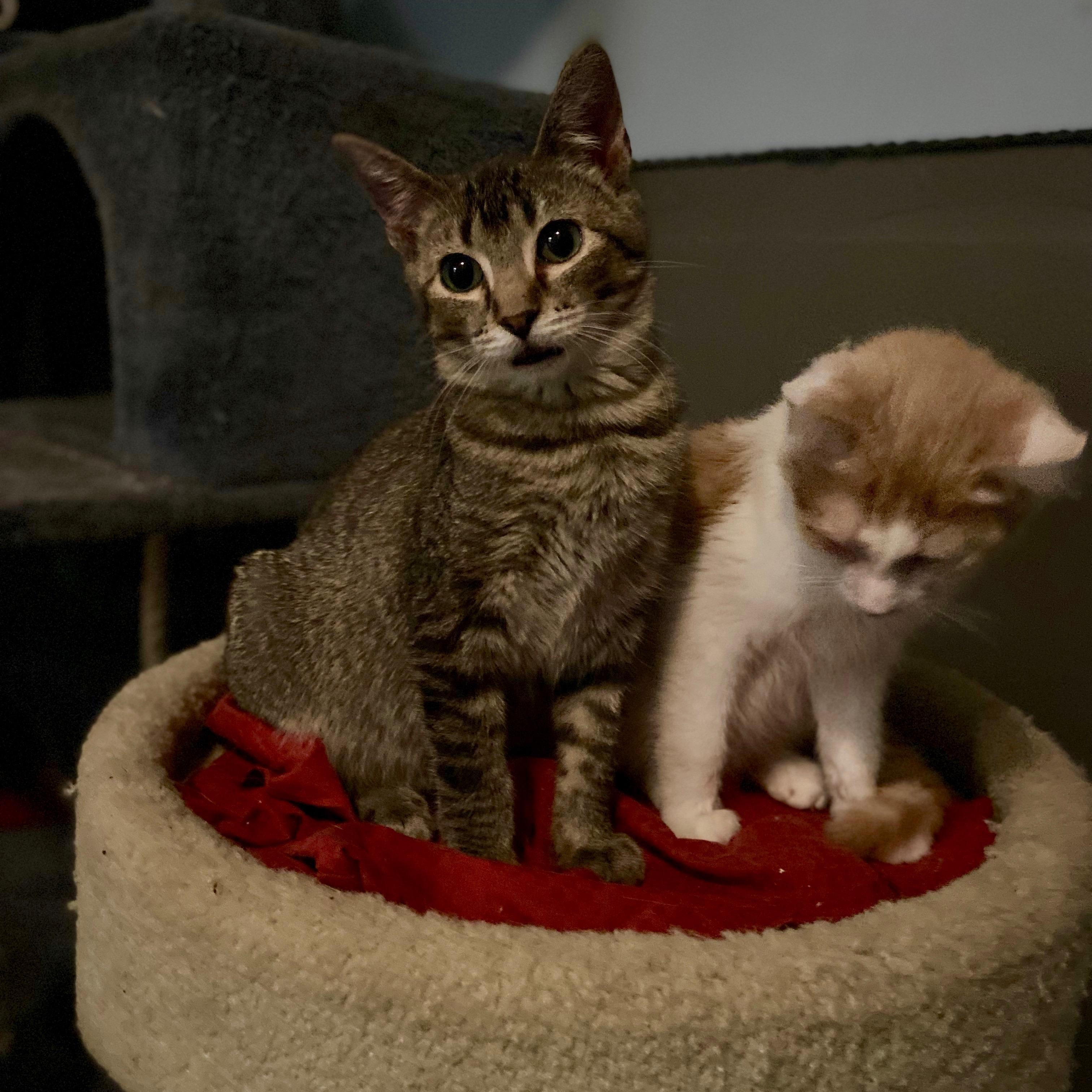 Declan- brother to Dexter, an adoptable Abyssinian, Tabby in Andover, MN, 55304 | Photo Image 5
