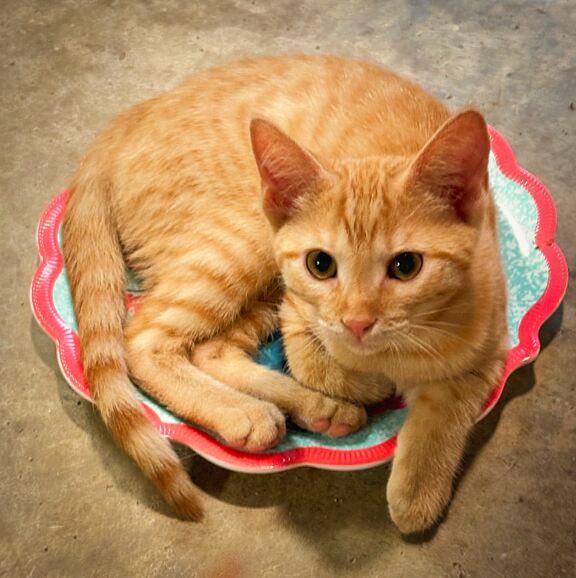 Ginger, Adoptable, Young Female Domestic Short Hair & American Shorthair.