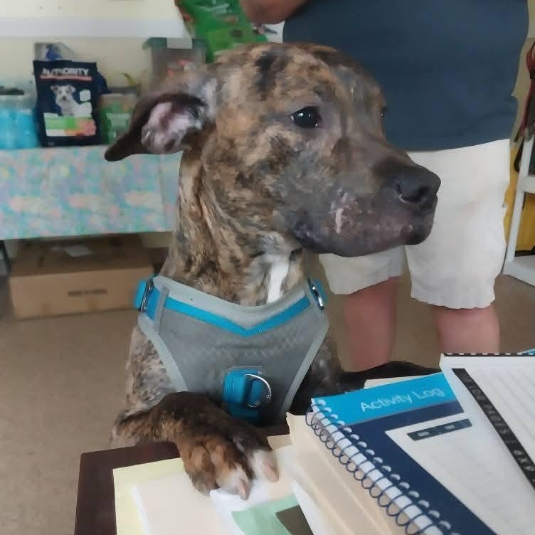 Scooby Do, a Adopted mixed breed in Cape May Court House, NJ image 1/4