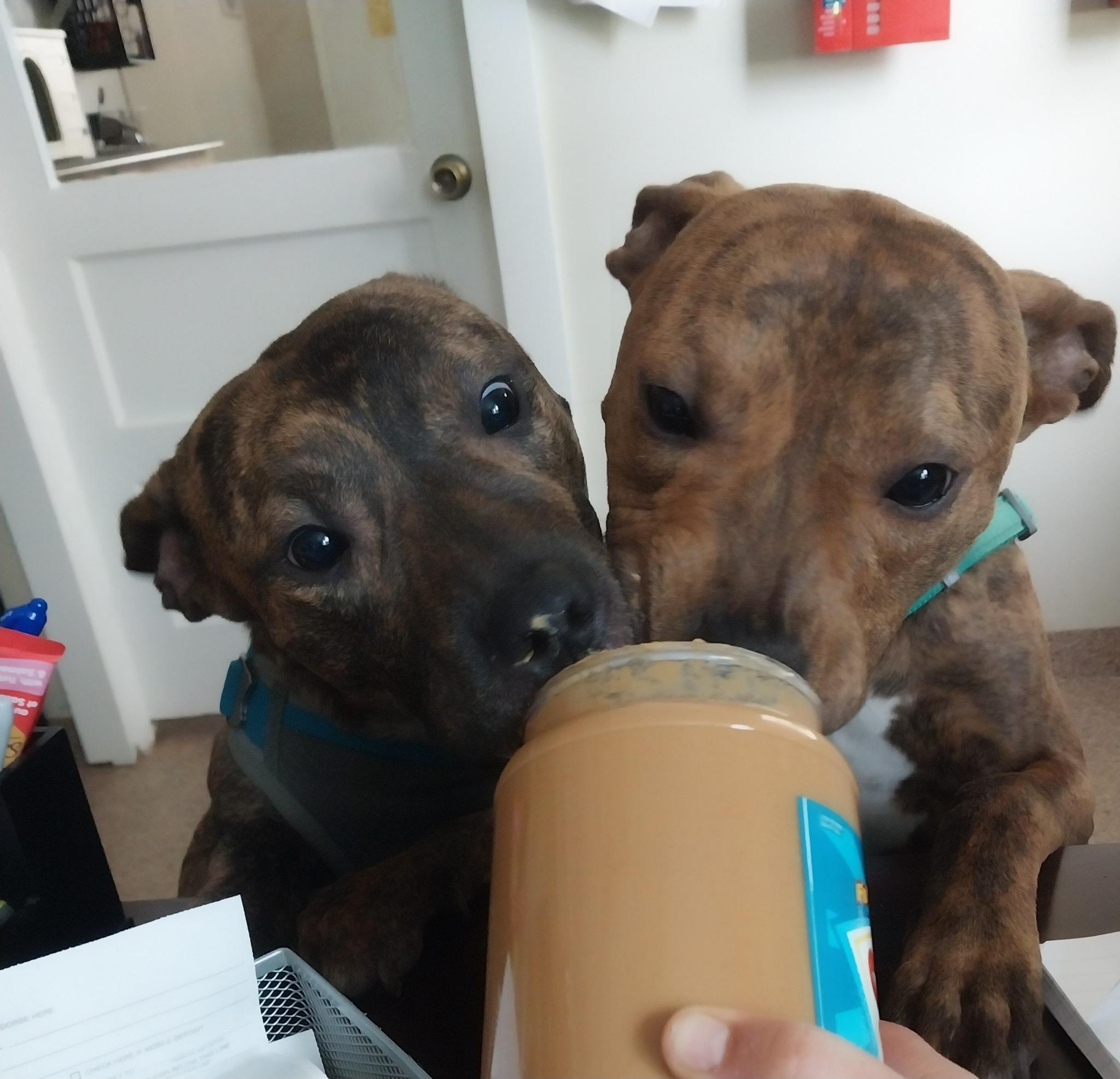 Scooby Do, a Adopted mixed breed in Cape May Court House, NJ image 2/4