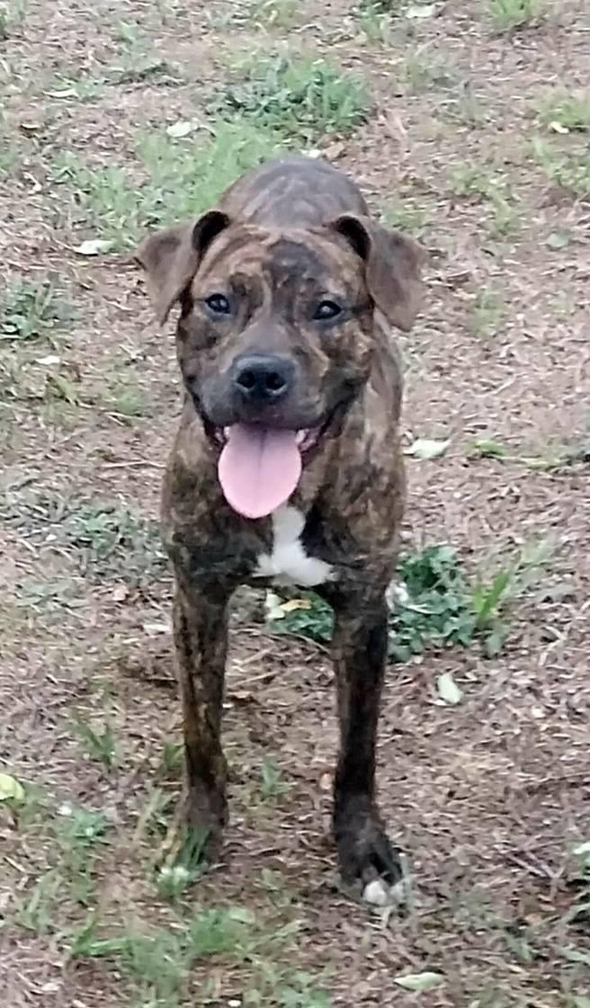 Scooby Do, a Adopted mixed breed in Cape May Court House, NJ image 3/4
