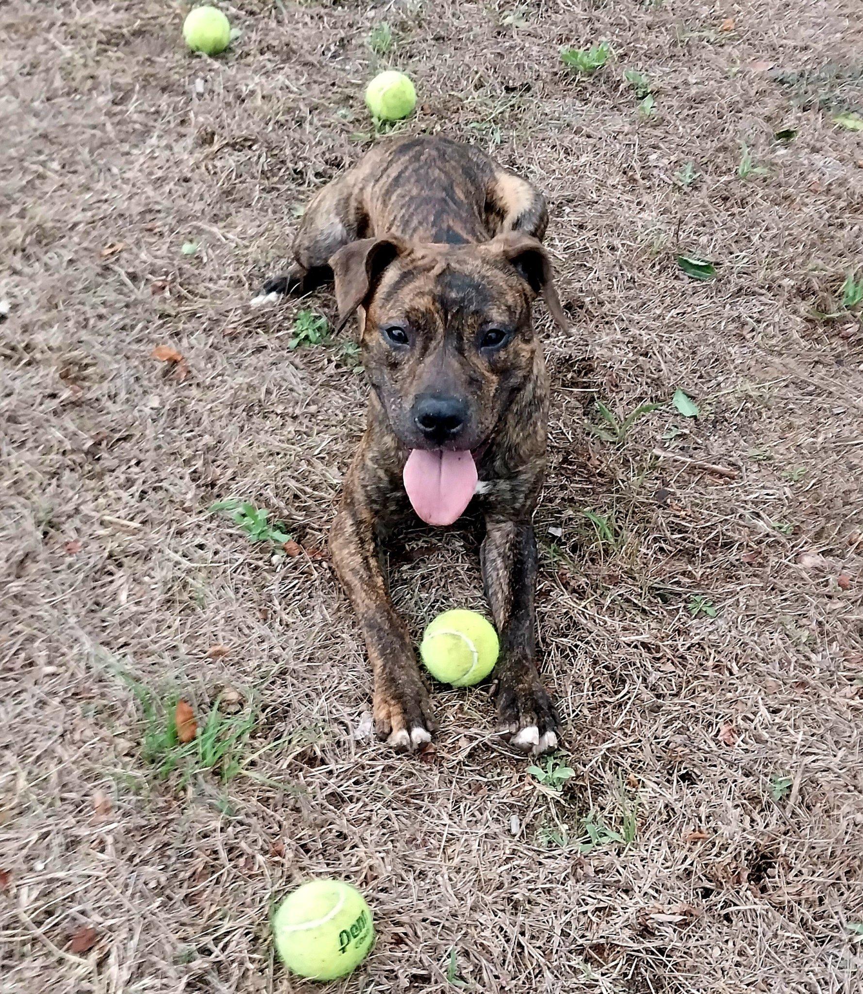 Scooby Do, a Adopted mixed breed in Cape May Court House, NJ image 4/4