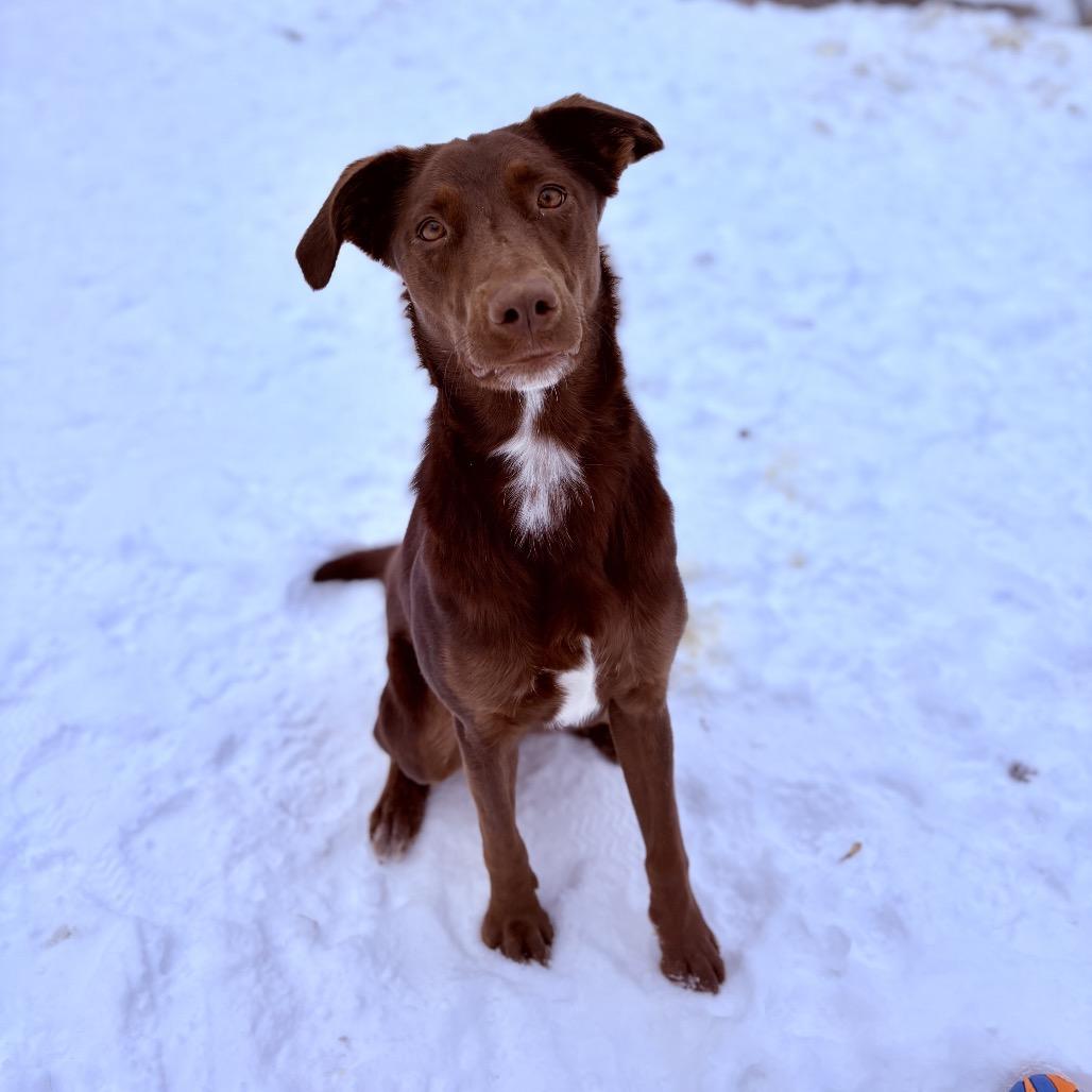 Teddy, ADOPTABLE, Adult Male Chocolate Labrador Retriever & Australian Shepherd.