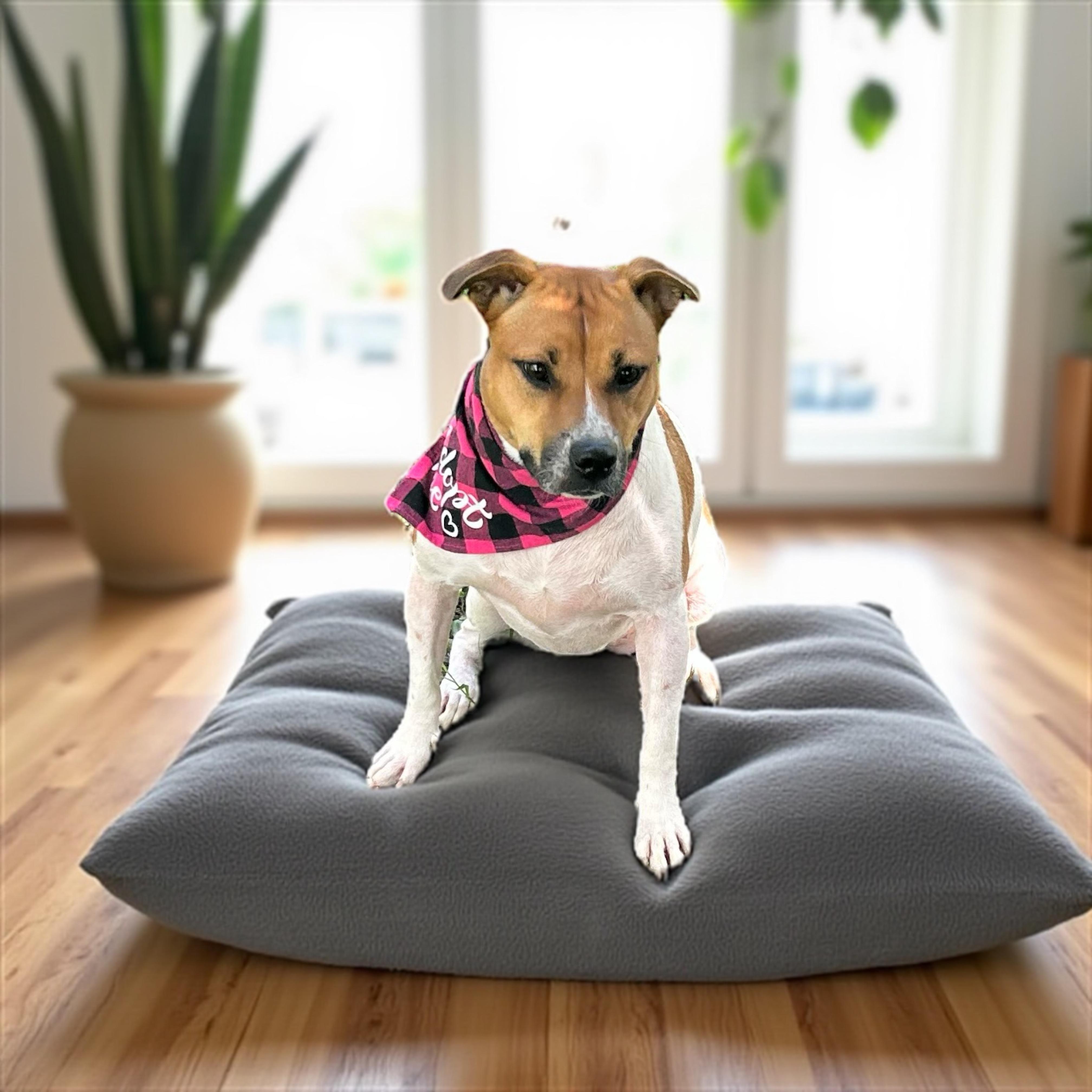 Enlarge Anelle, a Adoptable mixed breed in Lenexa, KS image 3/6