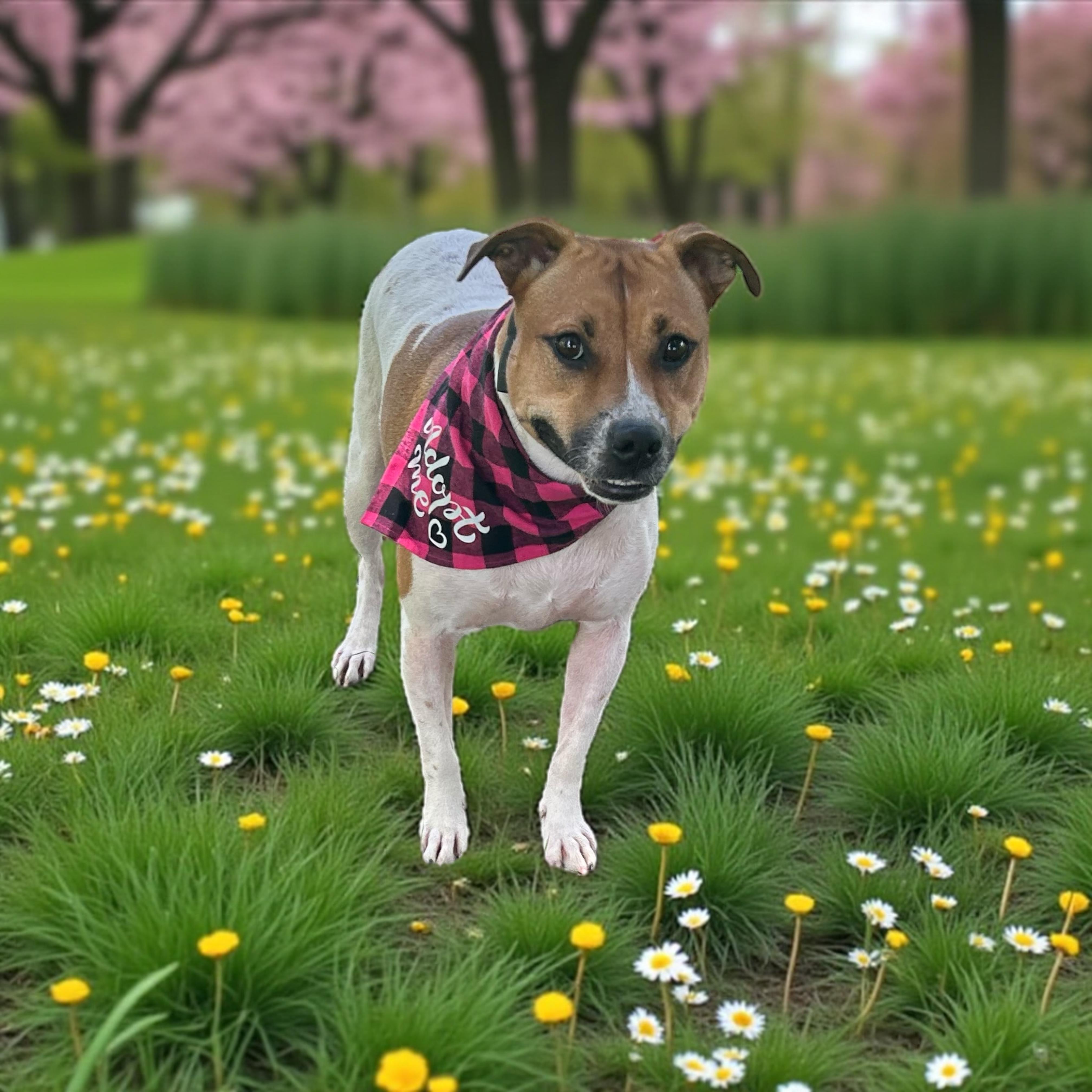 Enlarge Anelle, a Adoptable mixed breed in Lenexa, KS image 2/6