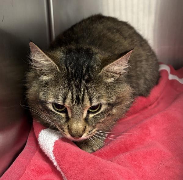 Penelope, Adoptable, Adult Female Domestic Medium Hair.