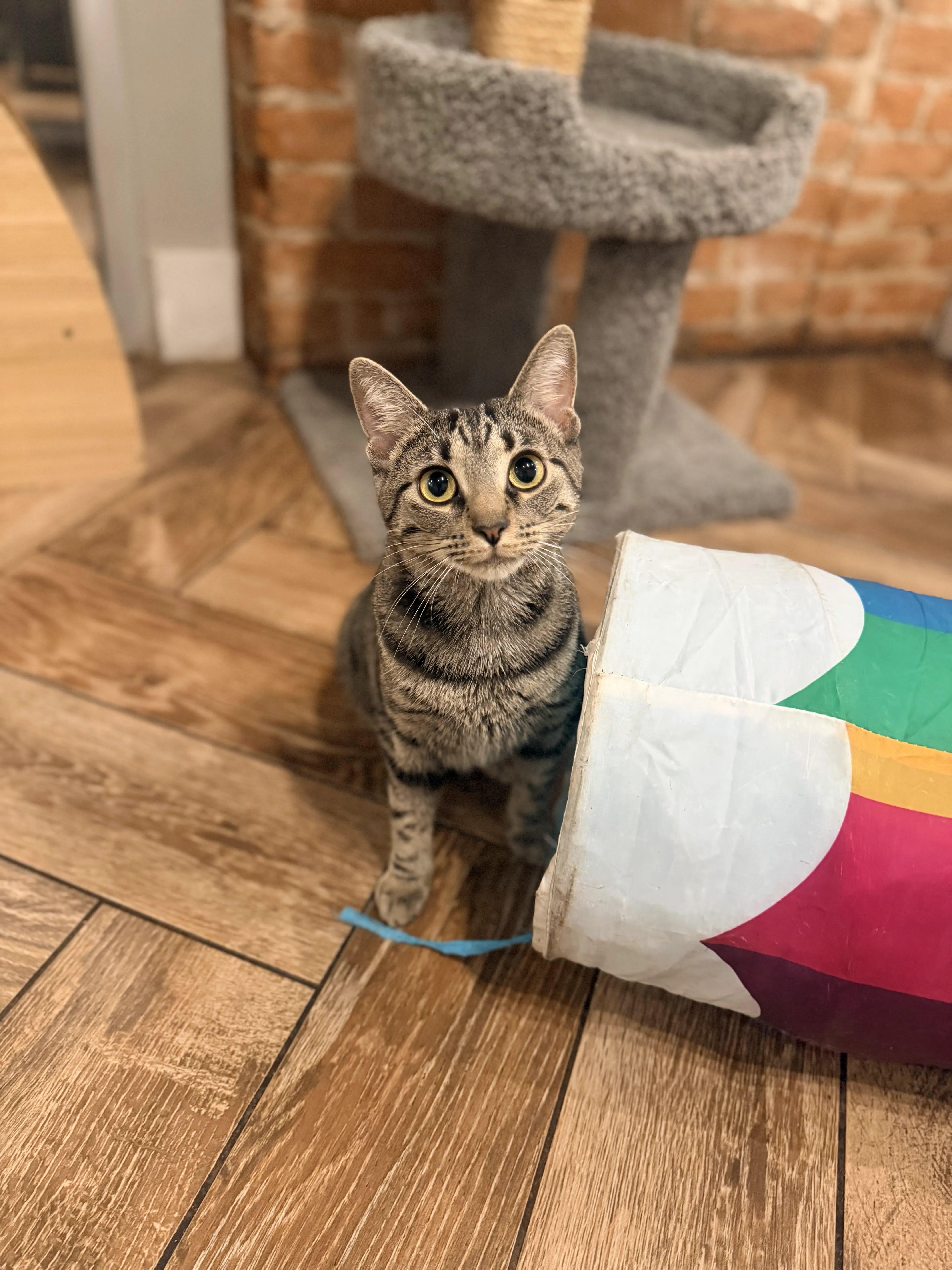 Patty, a Adoptable Domestic Short Hair in Dayton, OH image 1/4