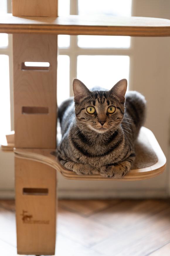 Patty, a Adoptable Domestic Short Hair in Dayton, OH image 2/4