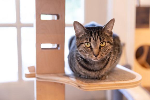 Patty, a Adoptable Domestic Short Hair in Dayton, OH image 3/4