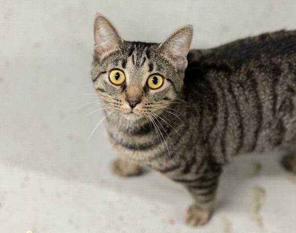 Patty, a Adoptable Domestic Short Hair in Dayton, OH image 4/4