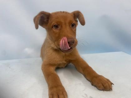 Enlarge Sullivan, a Adoptable mixed breed in Golden Valley, MN image 1/1