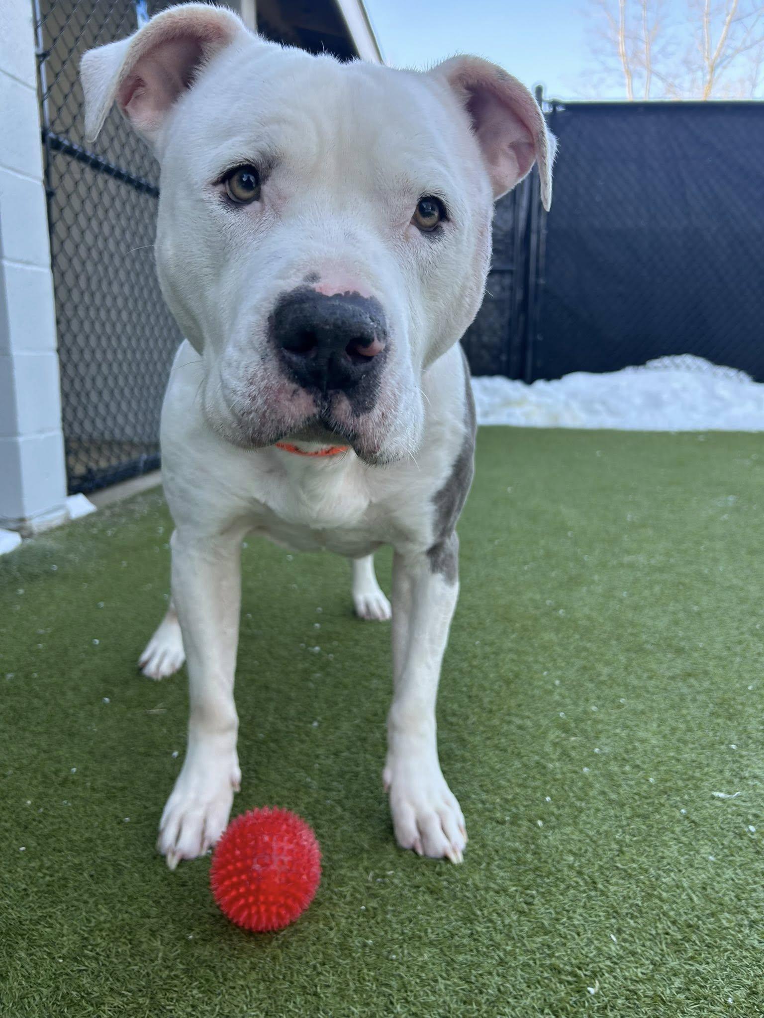 Tank, ADOPTABLE, Senior Male American Staffordshire Terrier.
